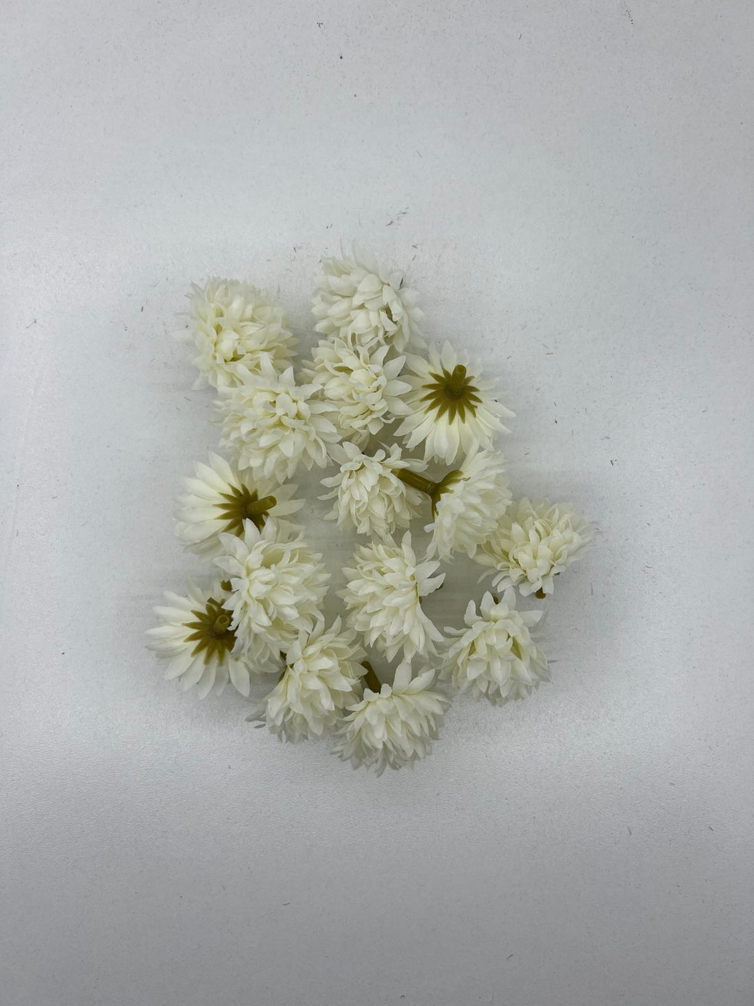 Разцъфнала хризантема главичка