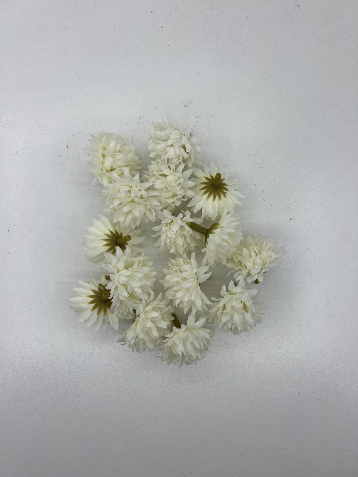 Разцъфнала хризантема главичка