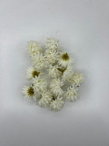 Разцъфнала хризантема главичка