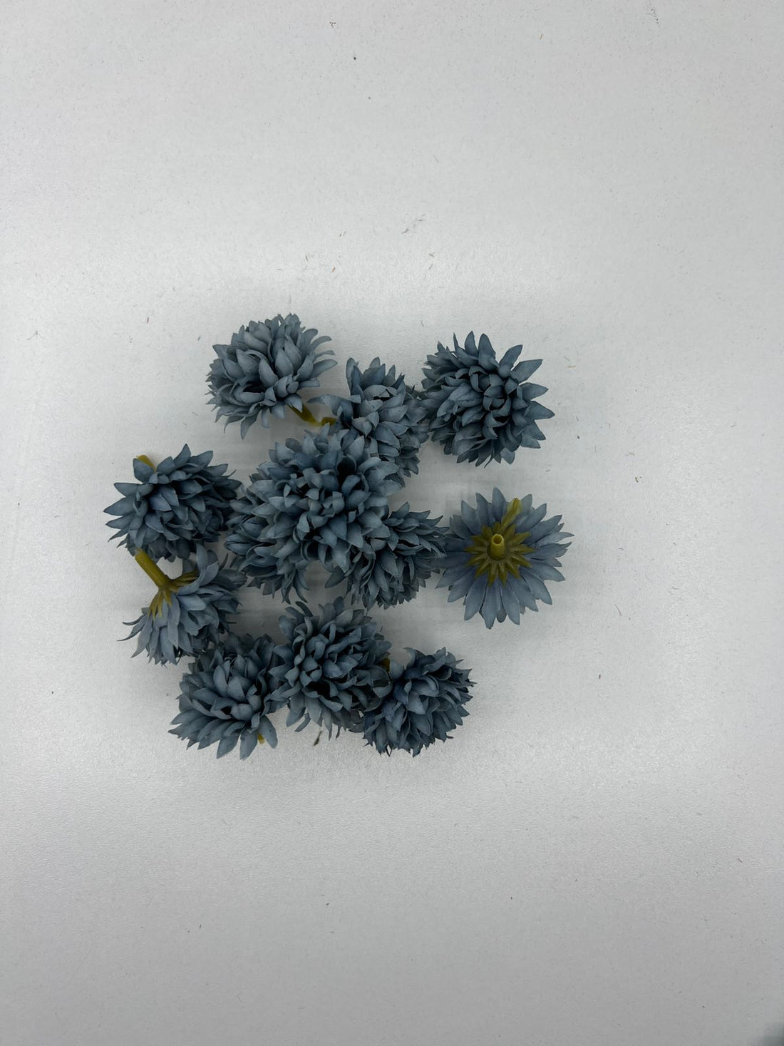 Разцъфнала хризантема главичка