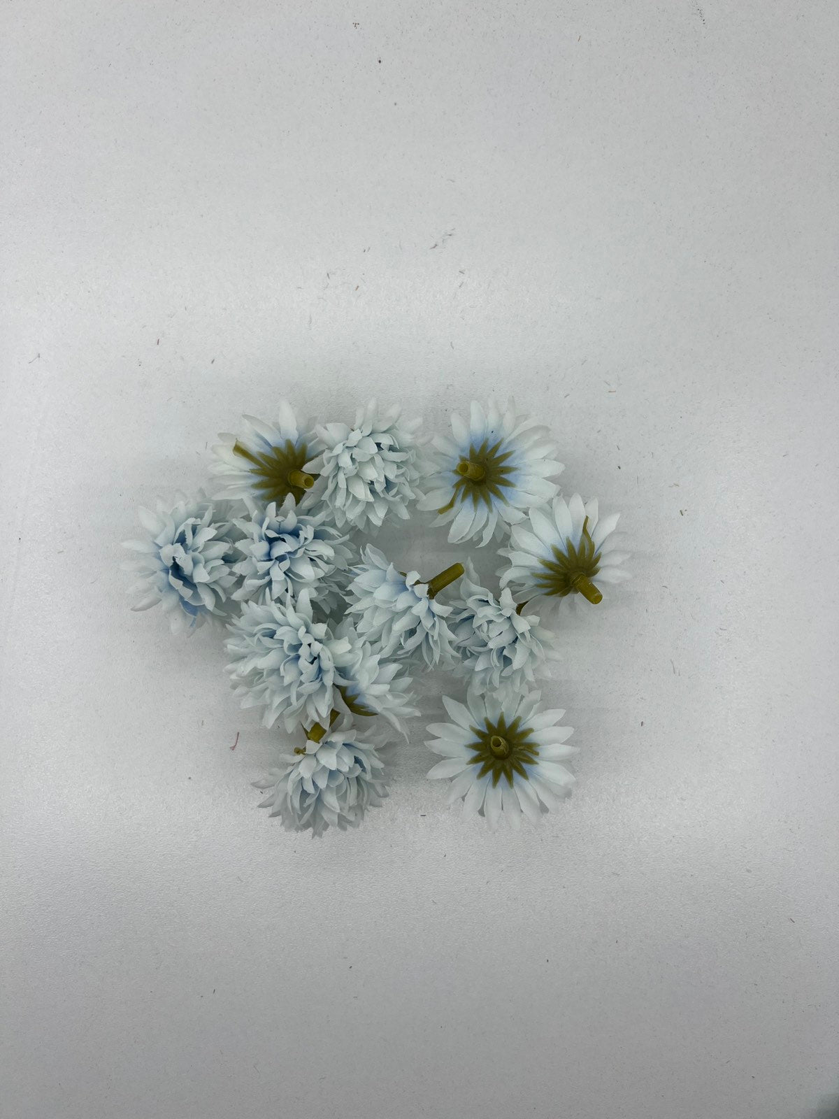 Разцъфнала хризантема главичка