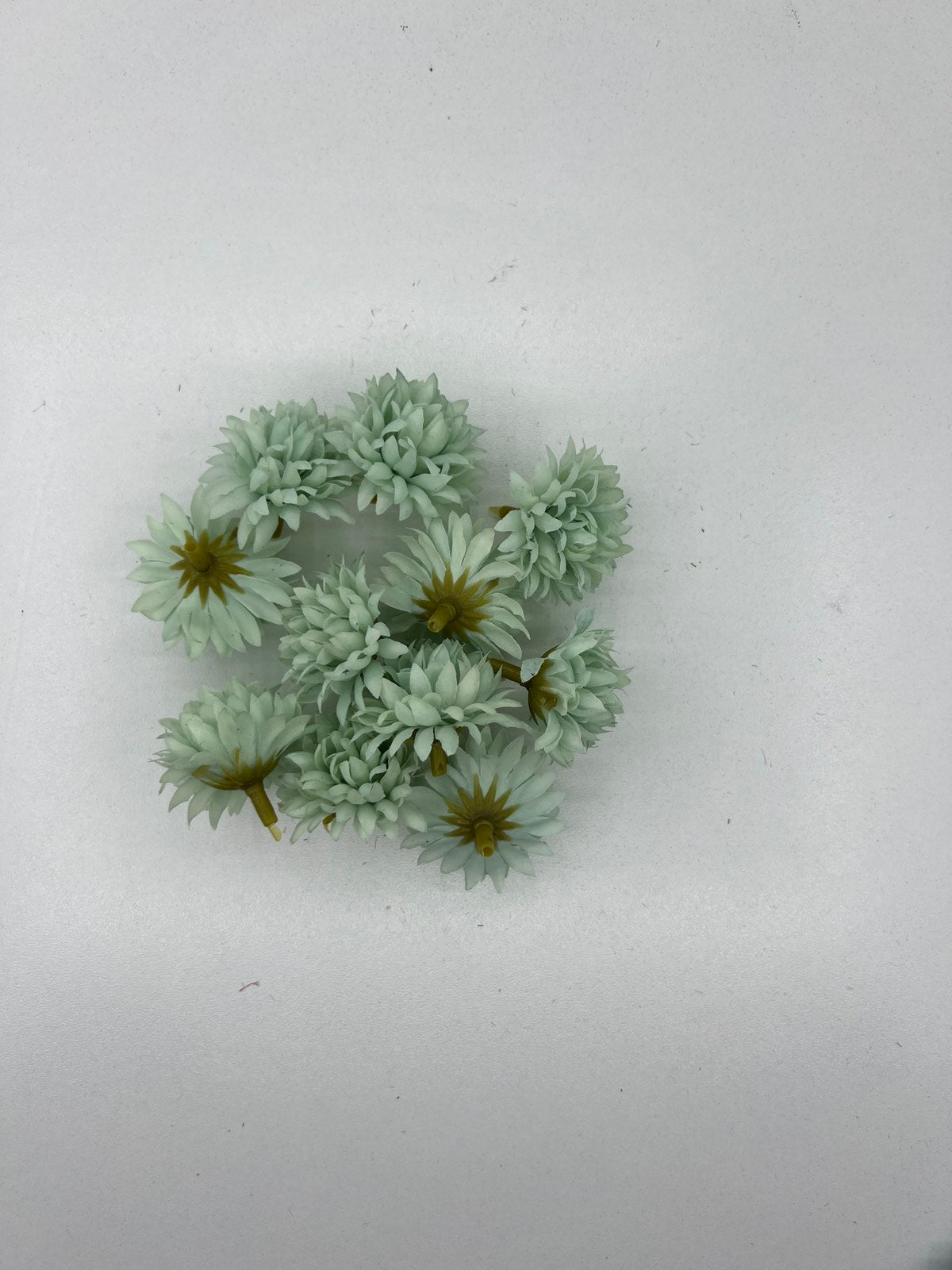 Разцъфнала хризантема главичка