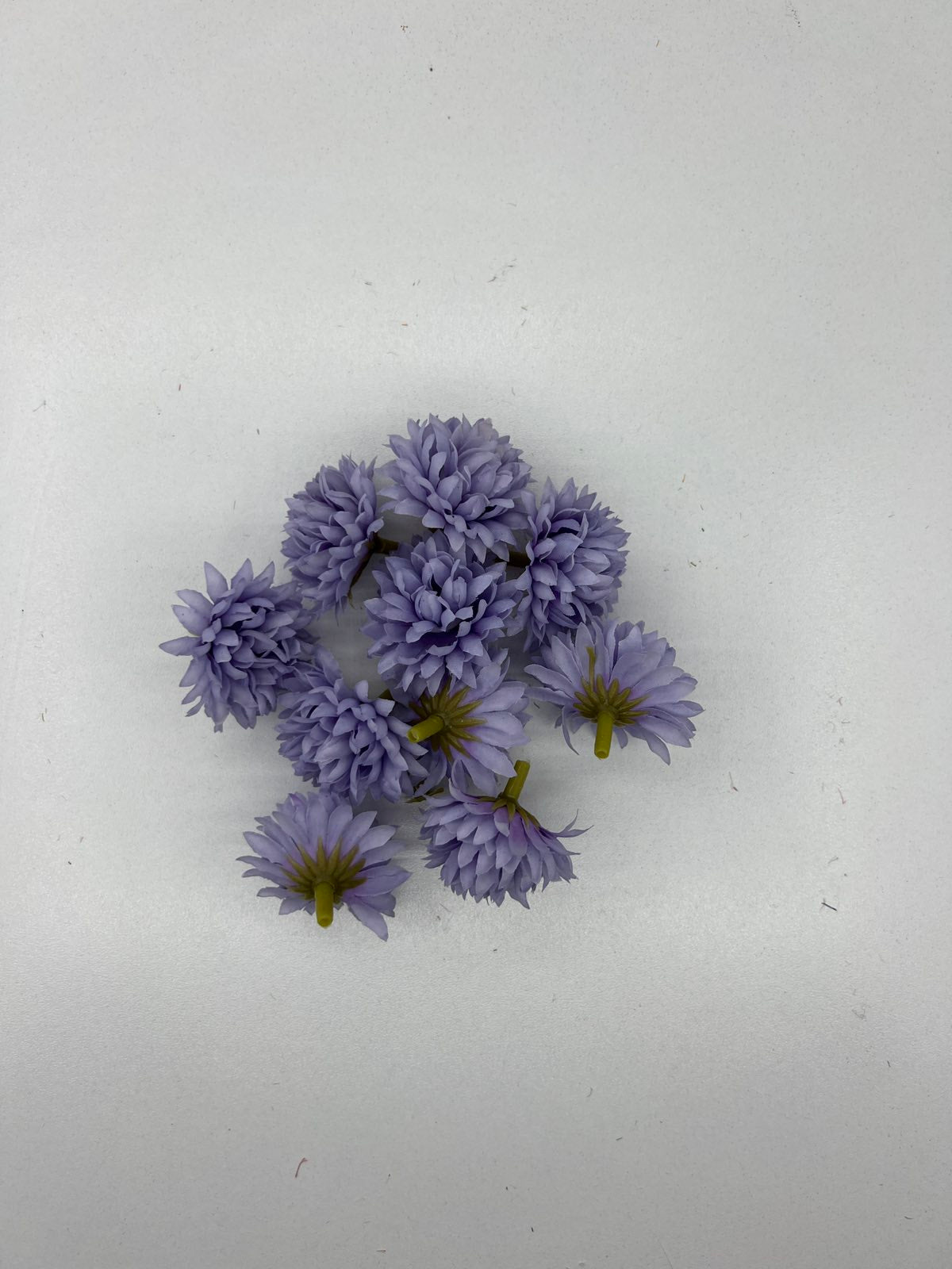 Разцъфнала хризантема главичка