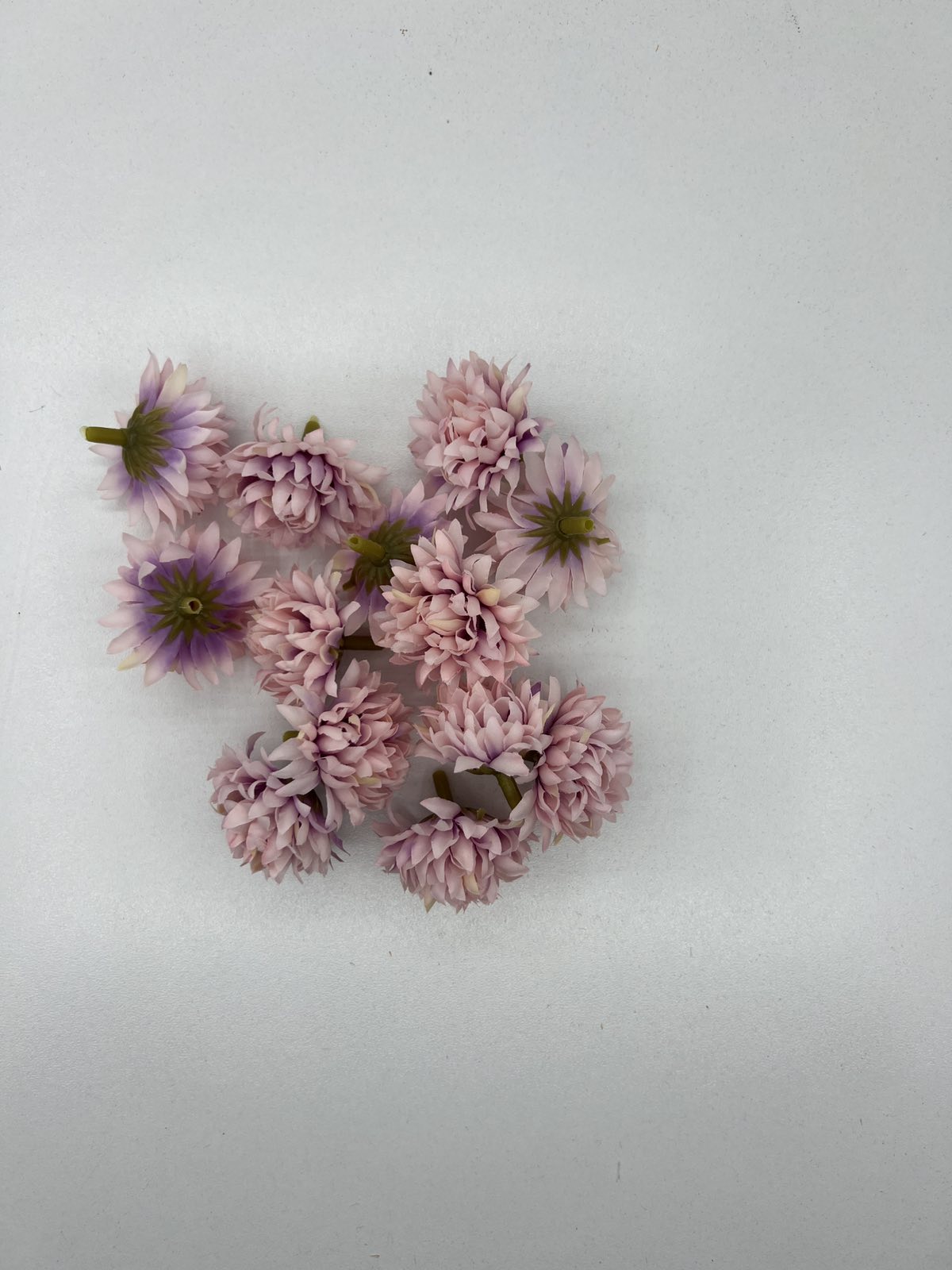 Разцъфнала хризантема главичка