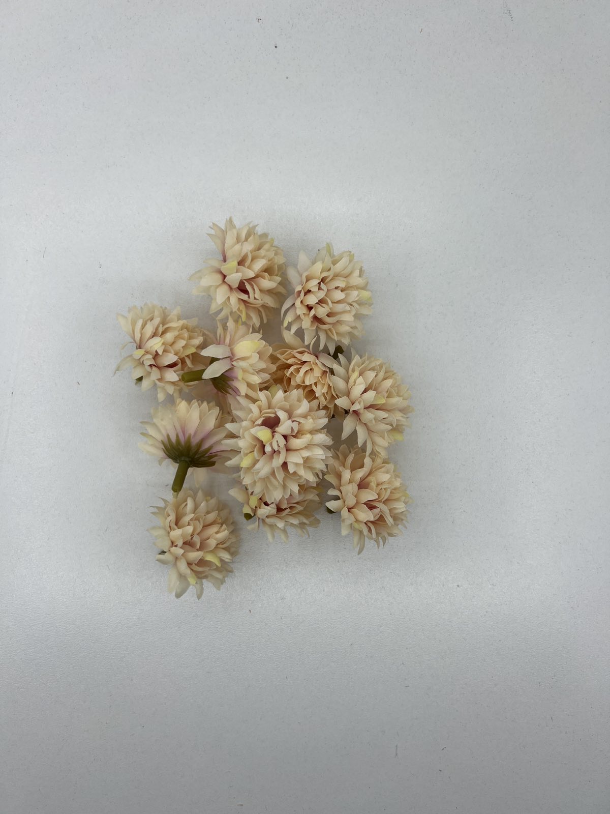 Разцъфнала хризантема главичка