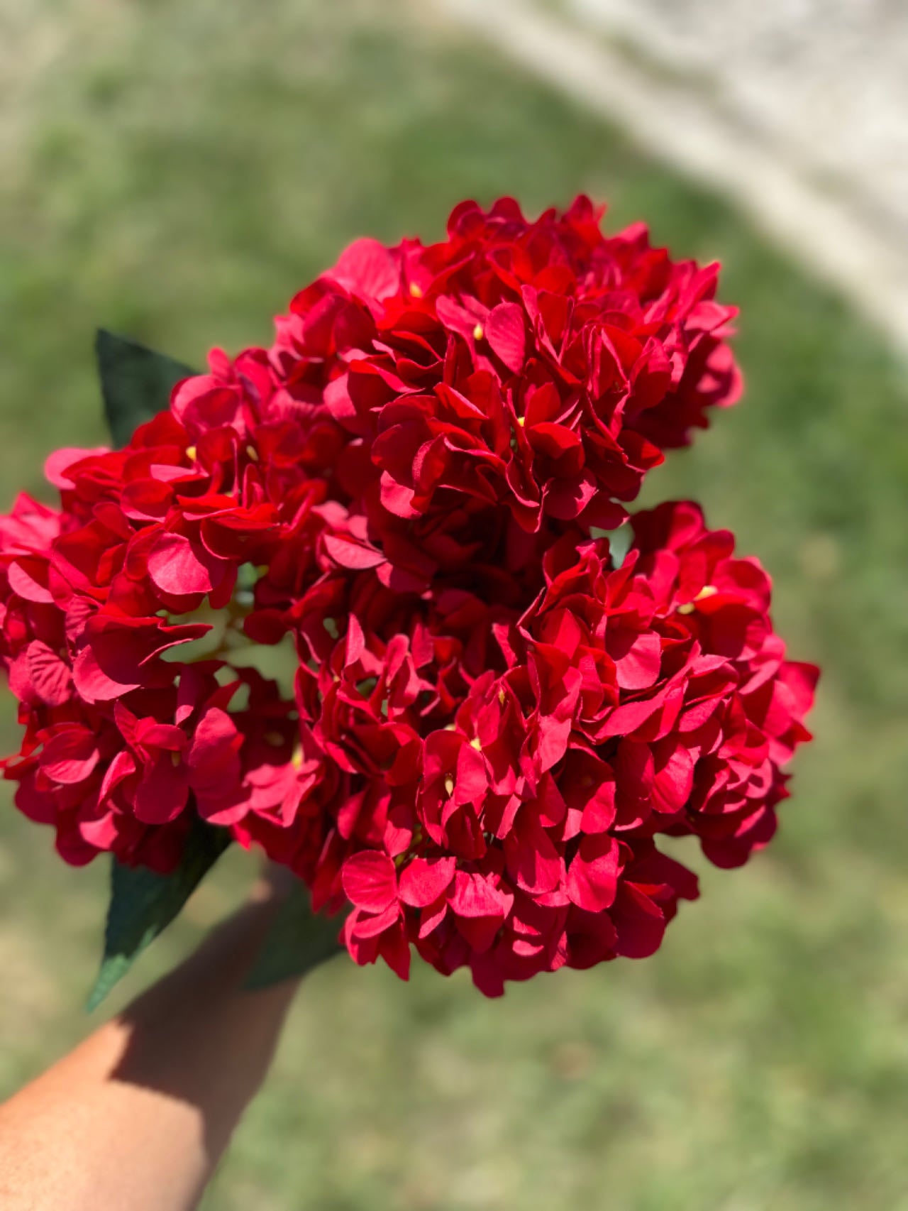 Букет ярка хортензия червена