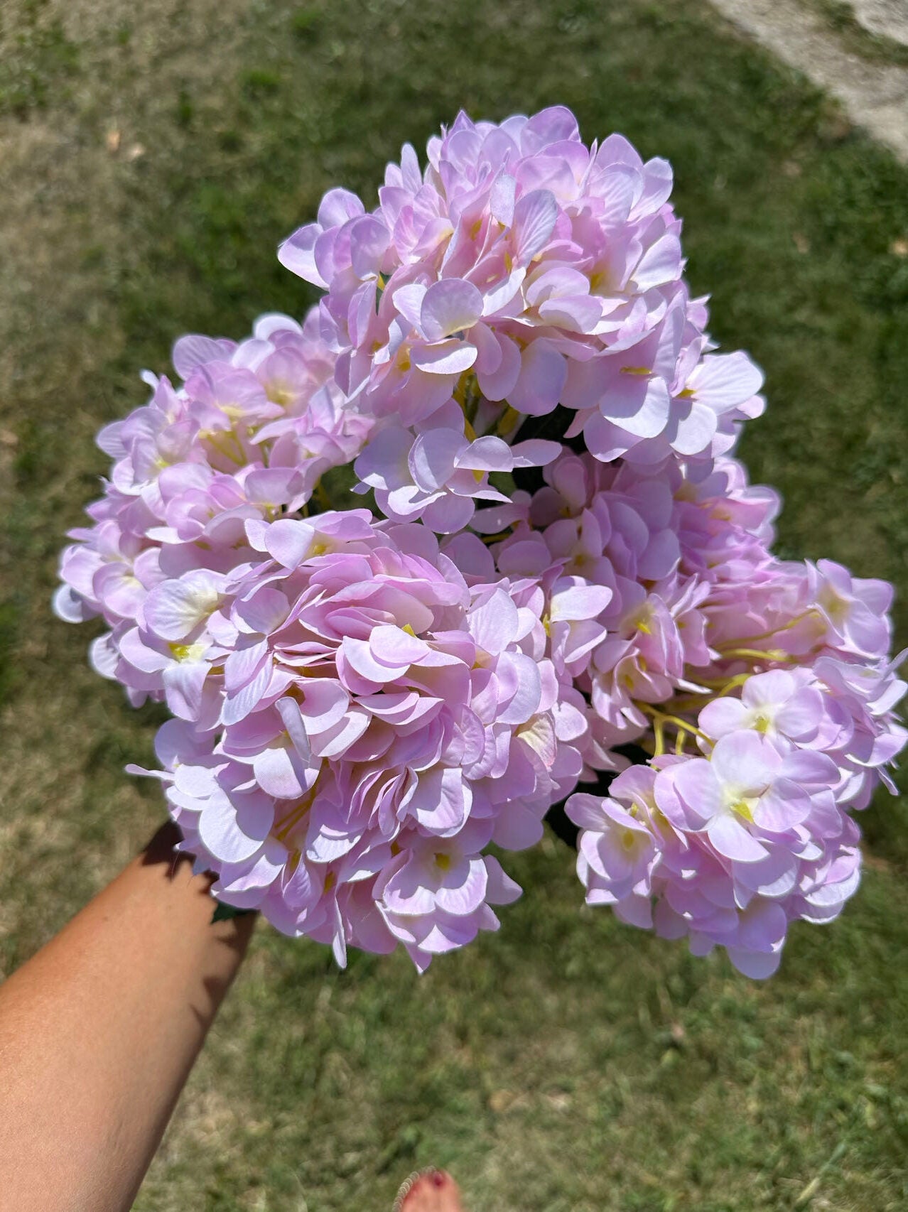 Хортензия свет.розово