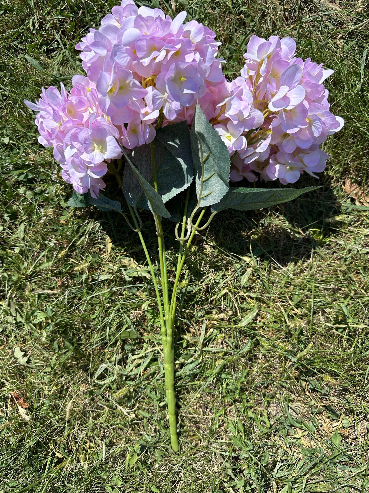 Хортензия свет.розово