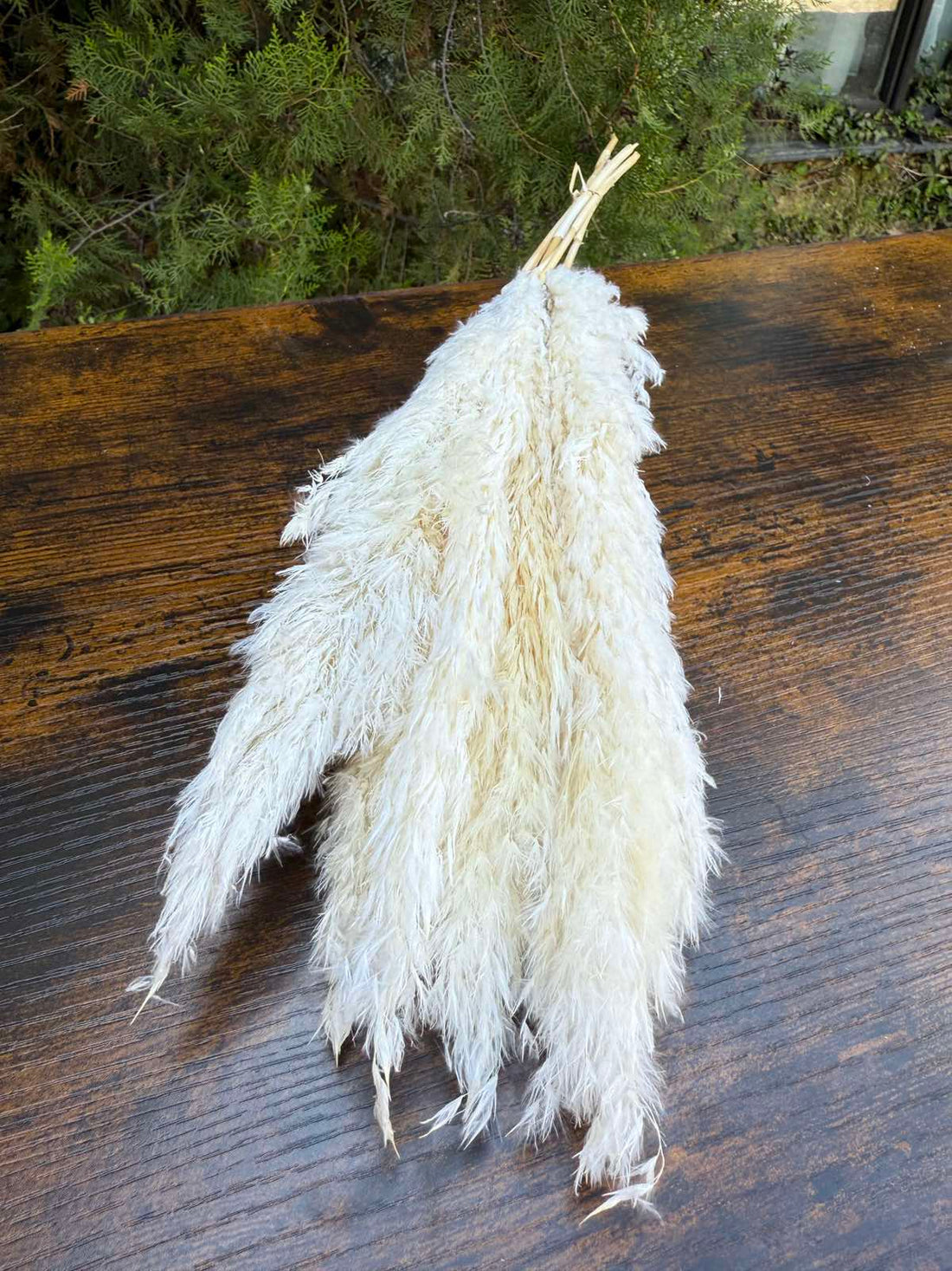 Суха трева тръстика