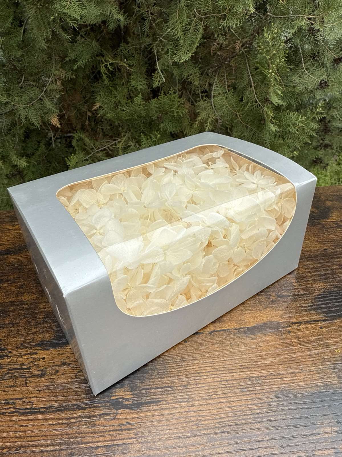 Вечна хортензия кутия