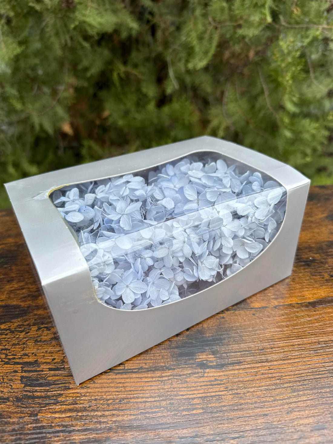 Вечна хортензия кутия