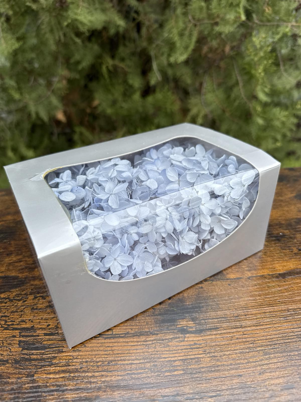 Вечна хортензия кутия