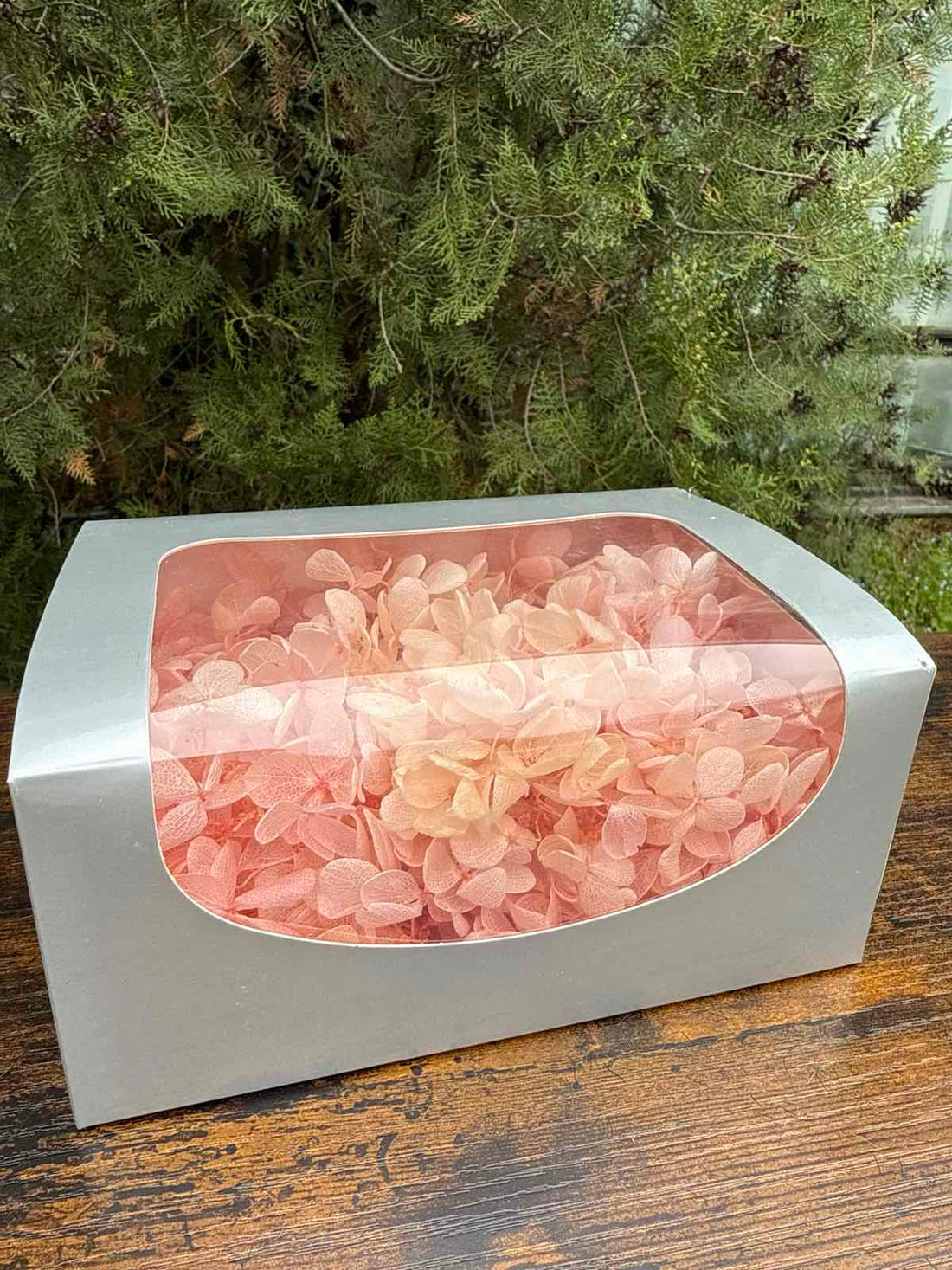 Вечна хортензия кутия