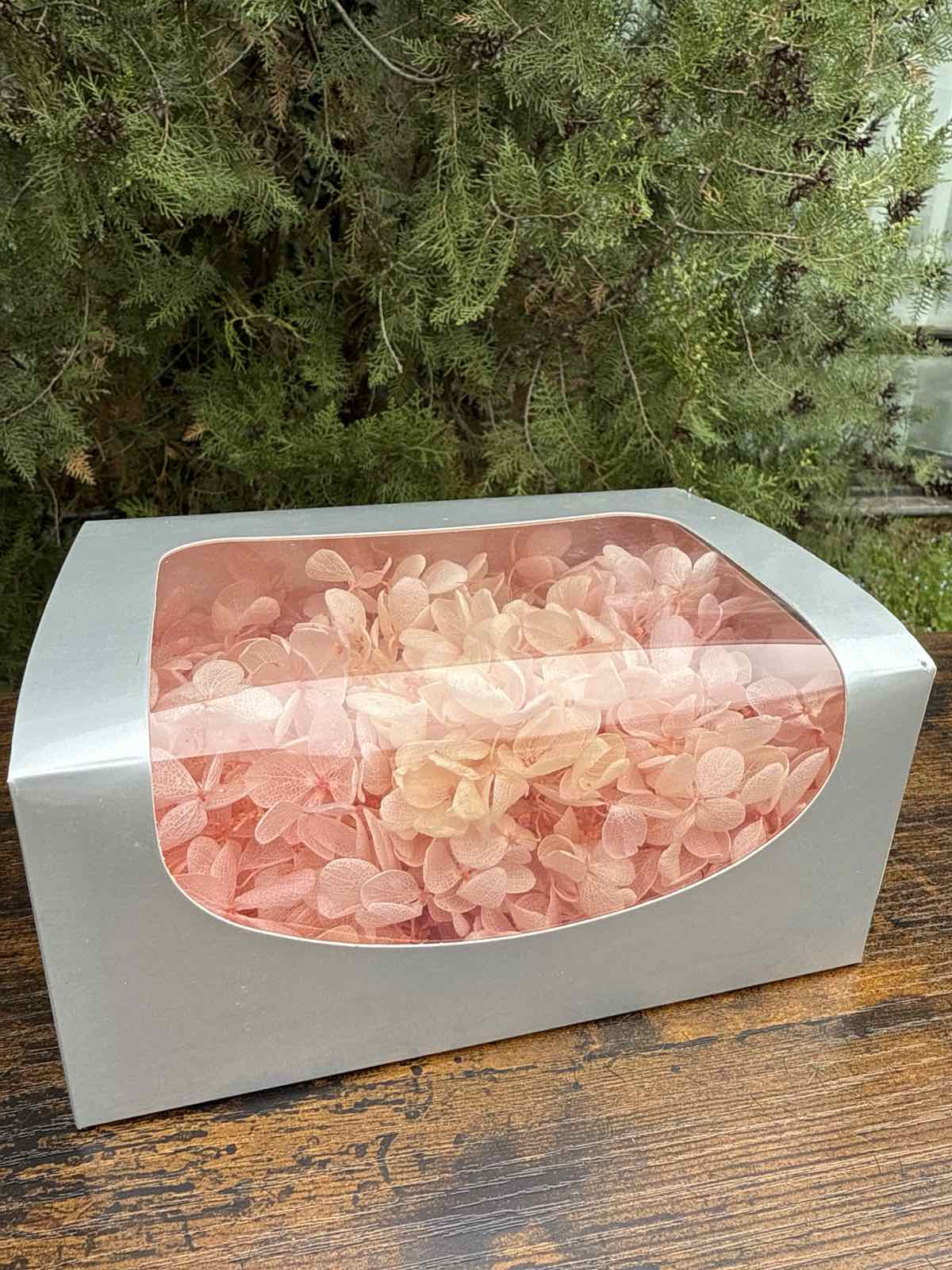 Вечна хортензия кутия