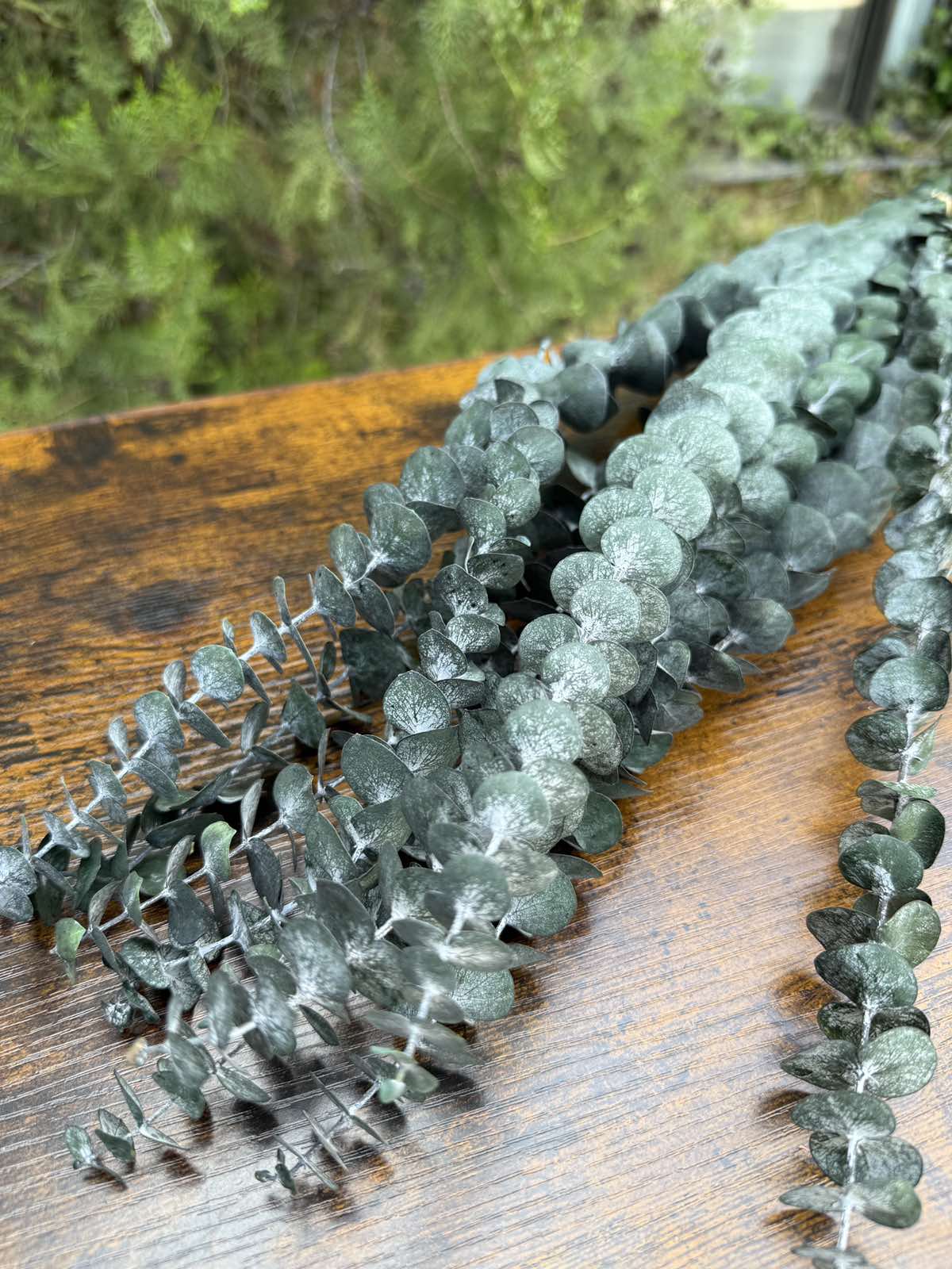 Сух евкалипт 3 цвята