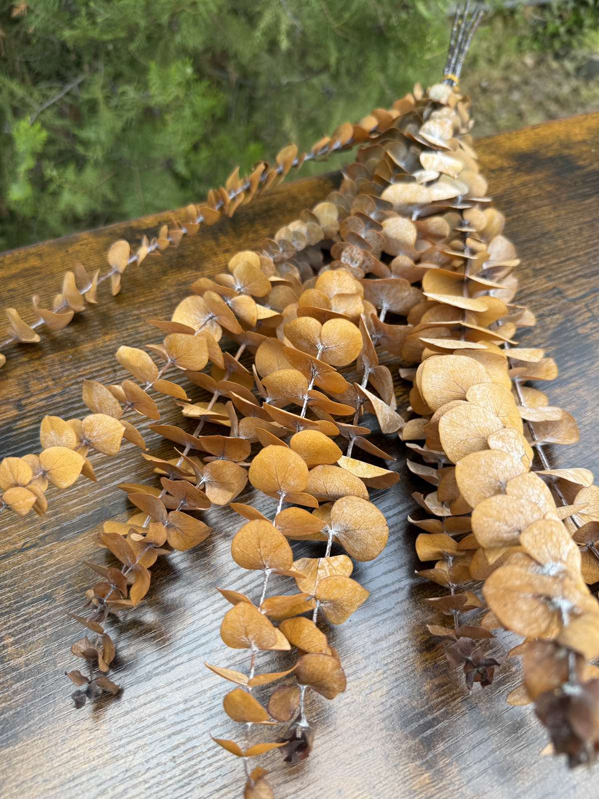 Сух евкалипт 3 цвята