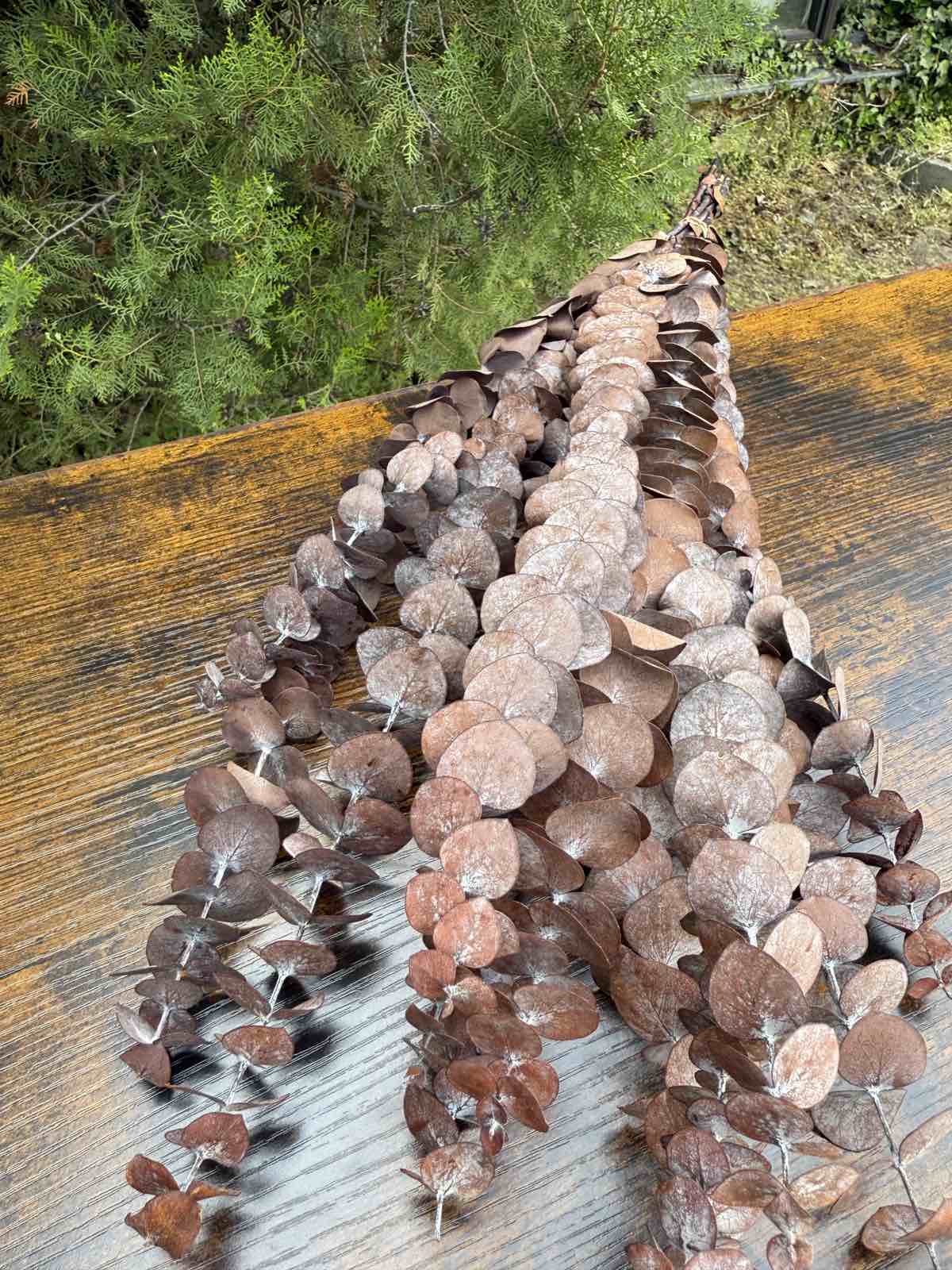 Сух евкалипт 3 цвята