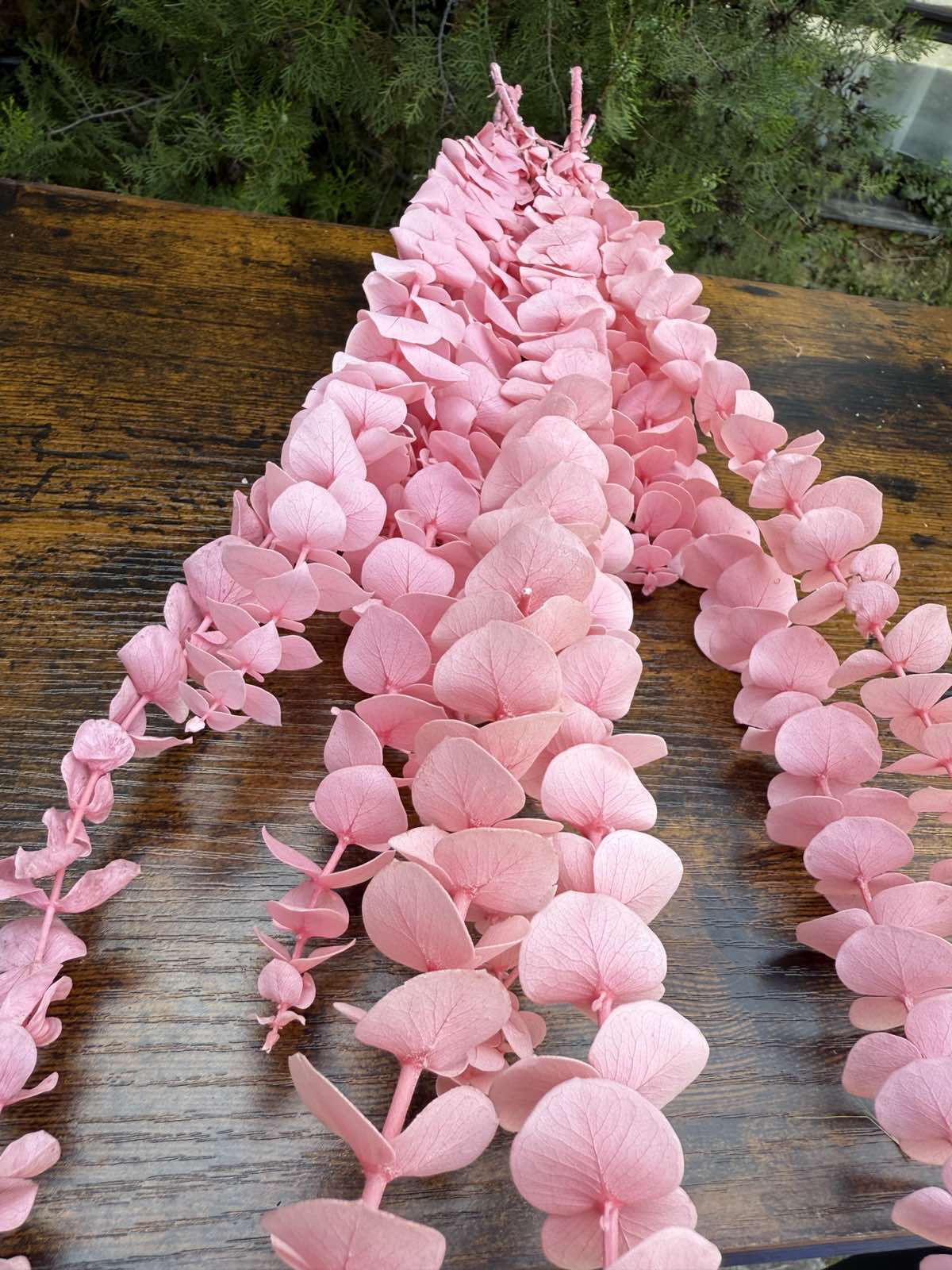 Сух цветен евкалипт