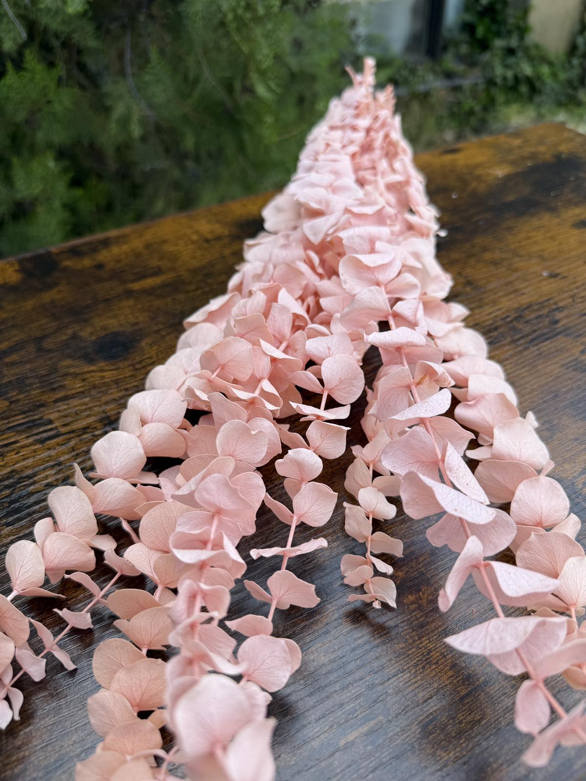 Сух цветен евкалипт