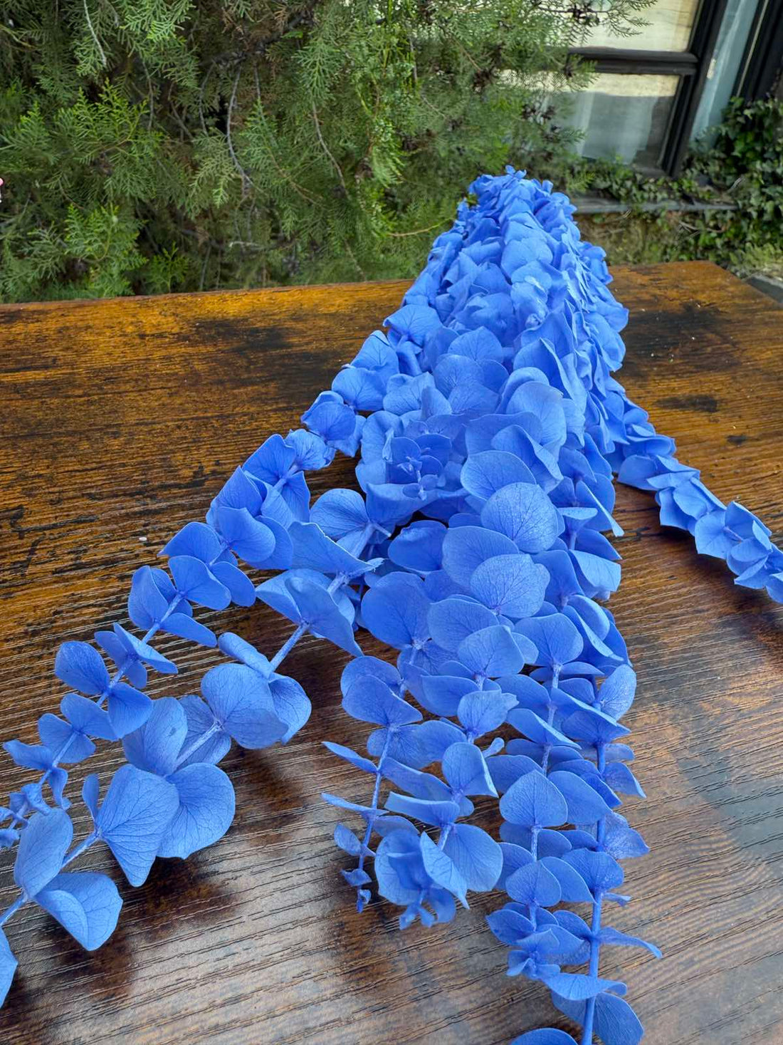 Сух цветен евкалипт