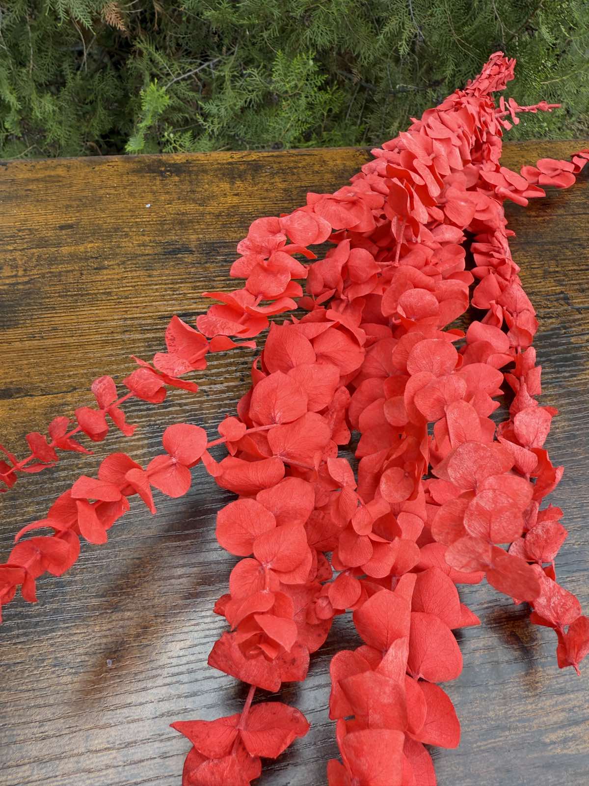 Сух цветен евкалипт