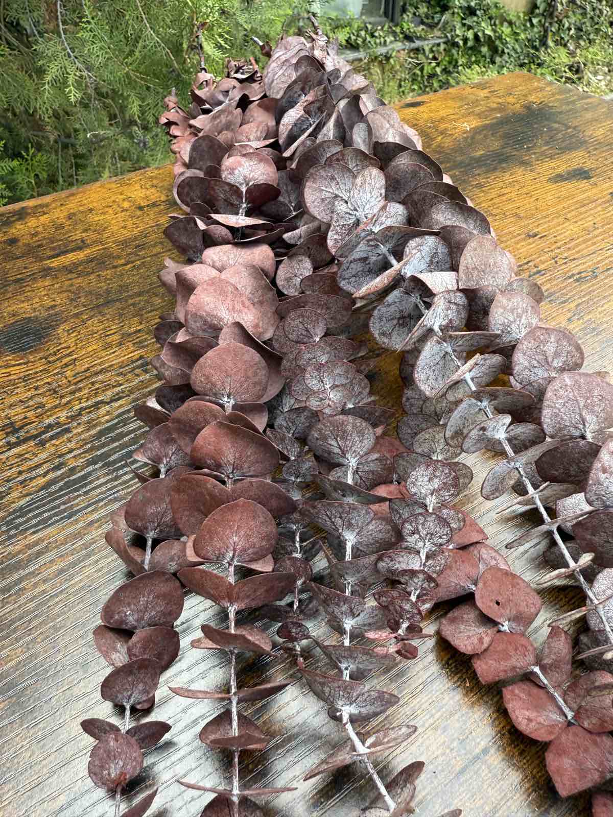 Сух цветен евкалипт