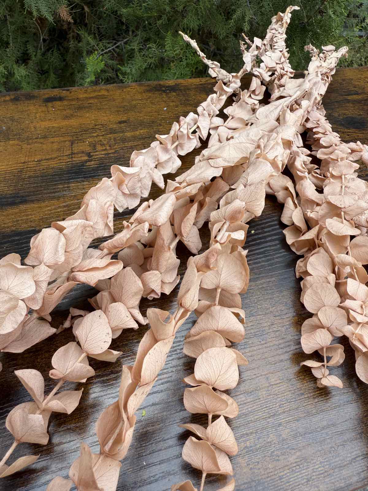 Сух цветен евкалипт