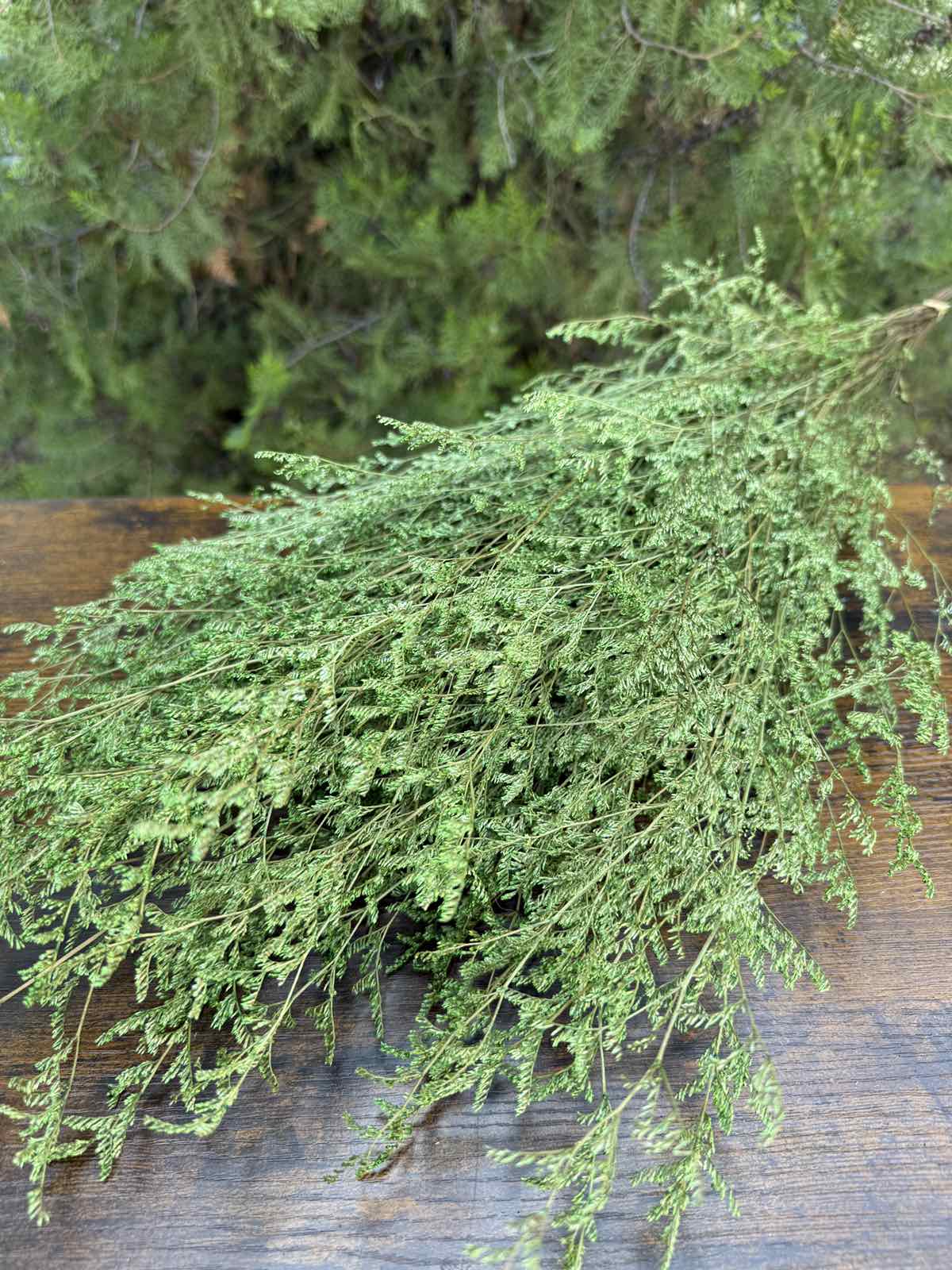 Суха трева lover’s grass