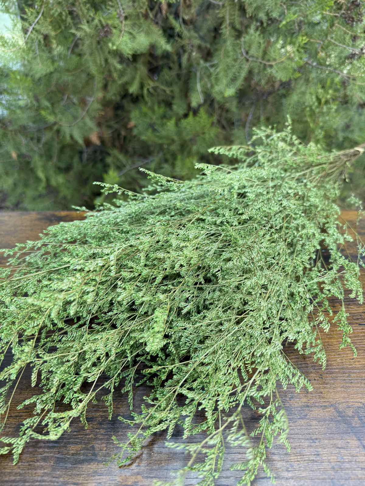 Суха трева lover’s grass