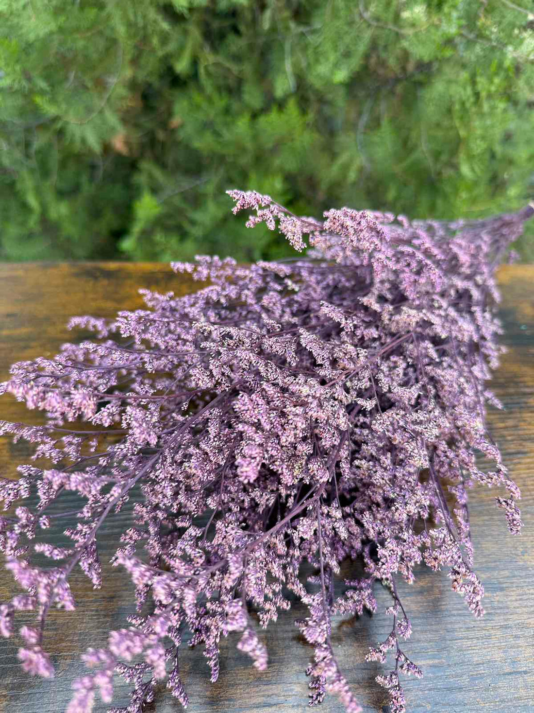 Суха трева lover’s grass