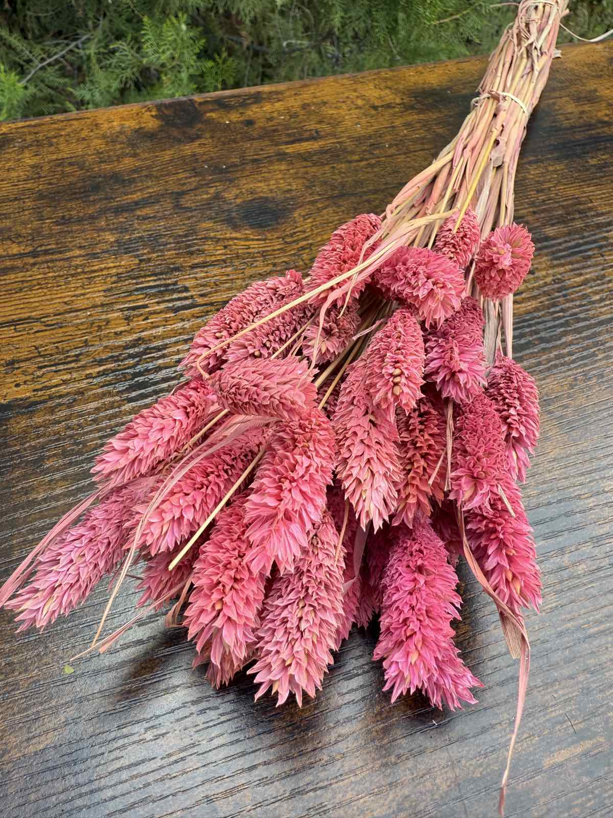 Суха трева гроздове