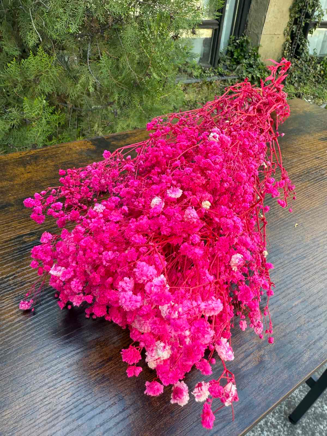 Ярка суха гипсофила