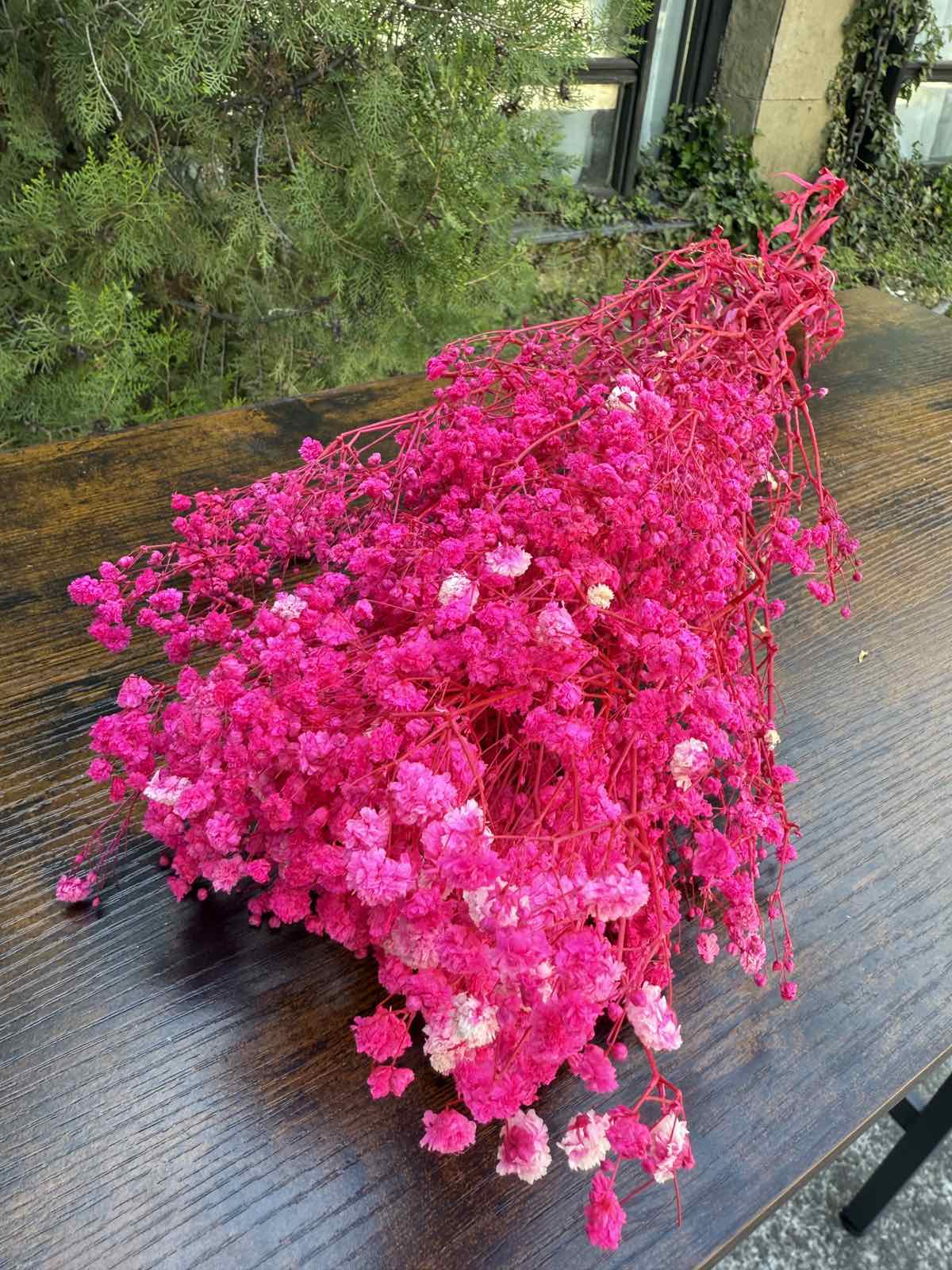 Ярка суха гипсофила