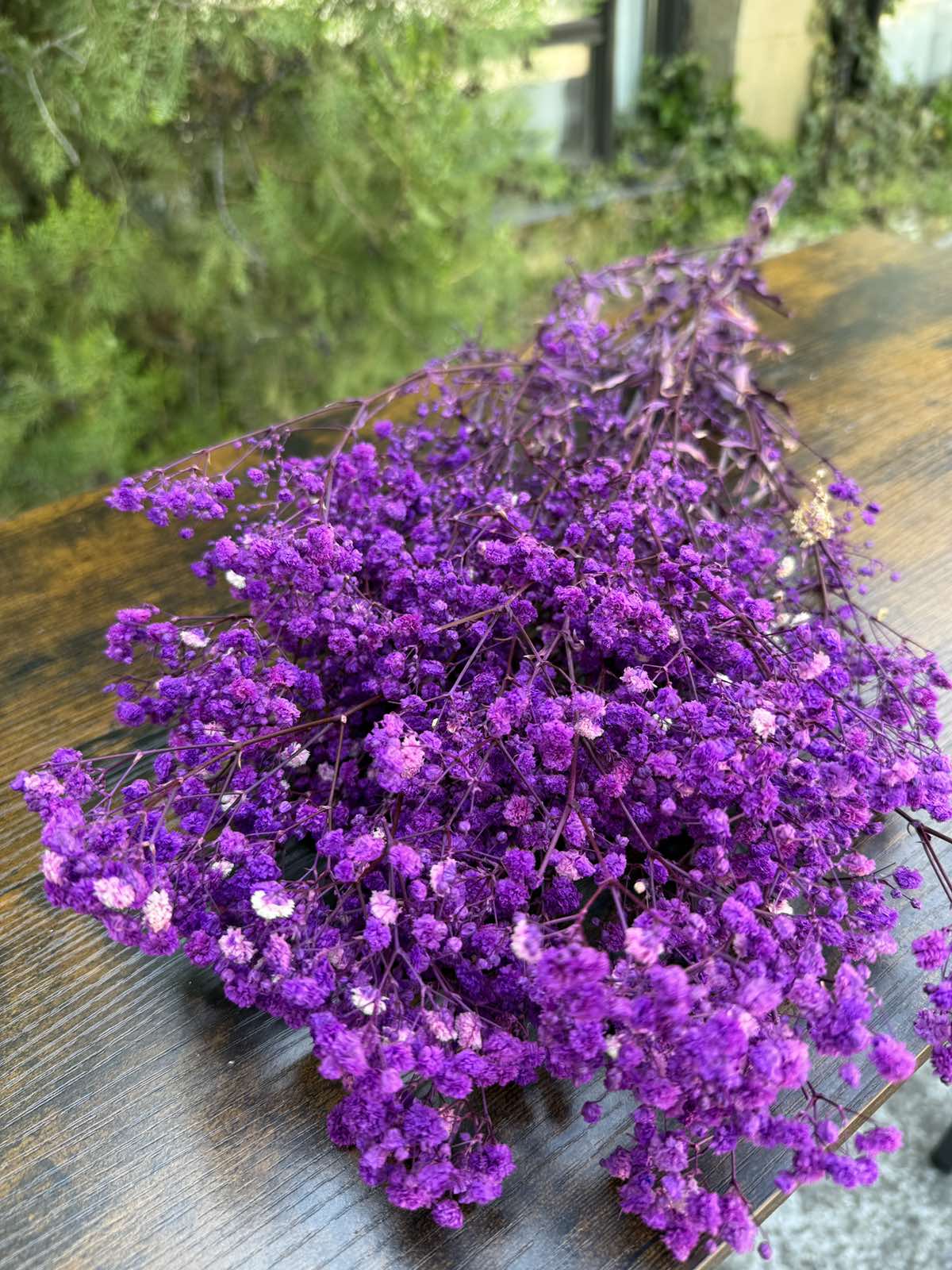 Ярка суха гипсофила