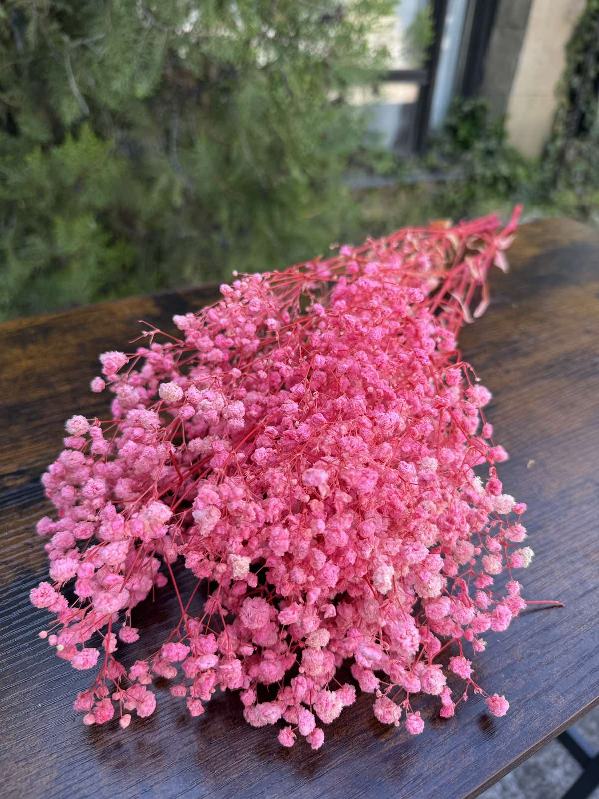 Ярка суха гипсофила