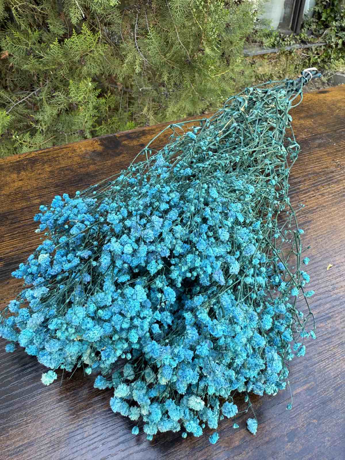 Ярка суха гипсофила