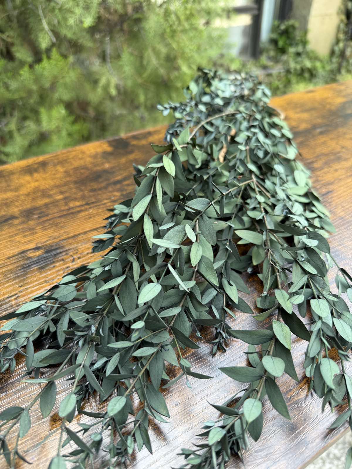 Суха трева маслина