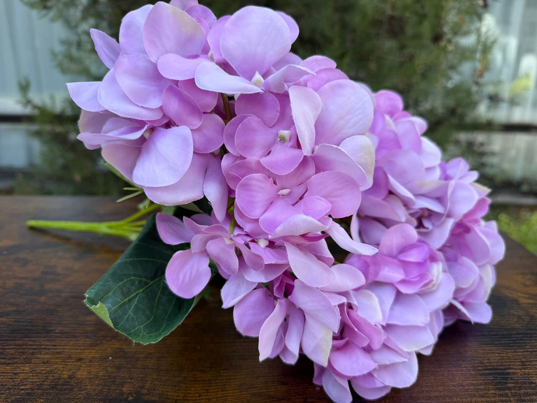 Преливаща хортензия