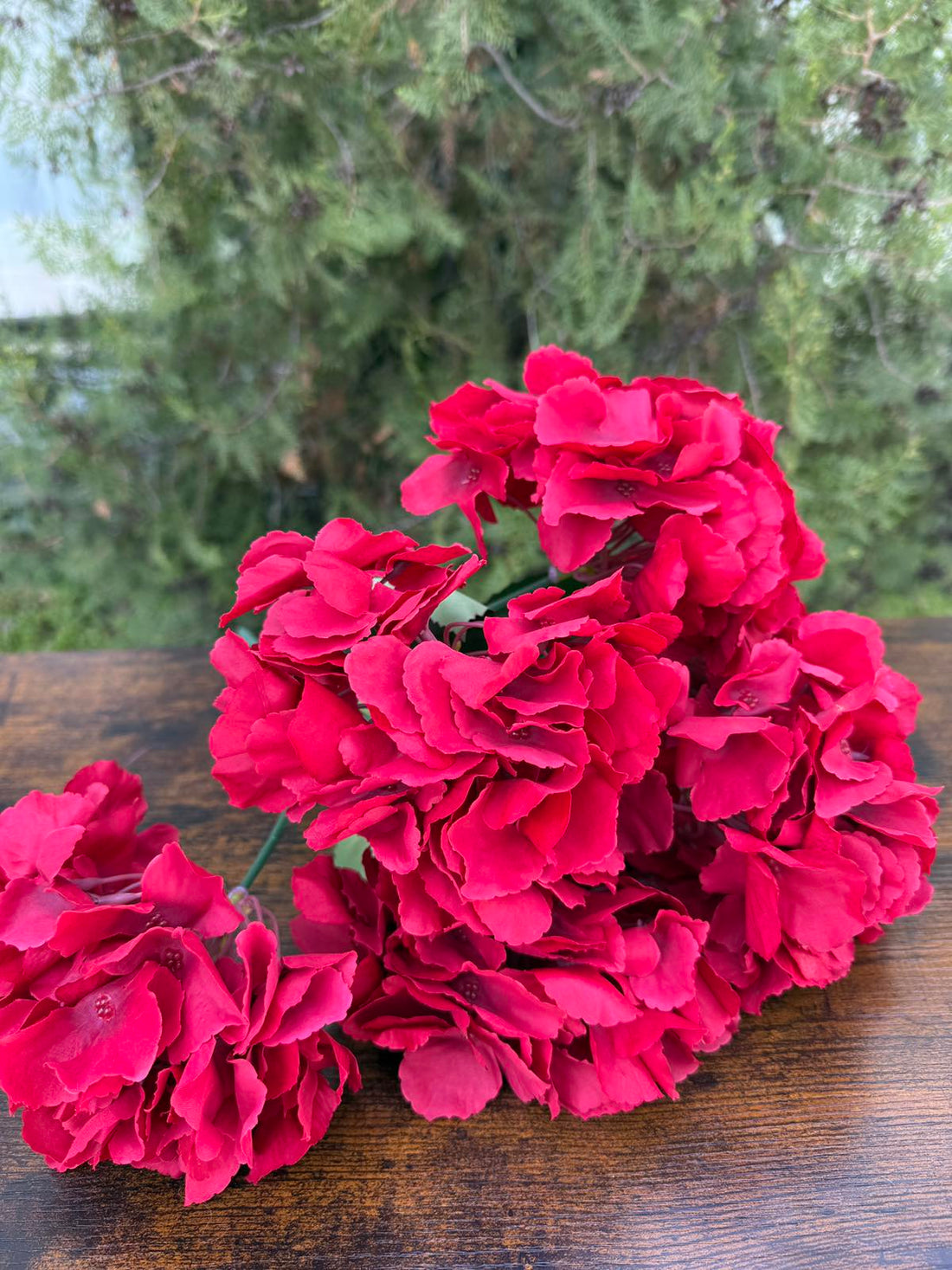 Едра хортензия червена