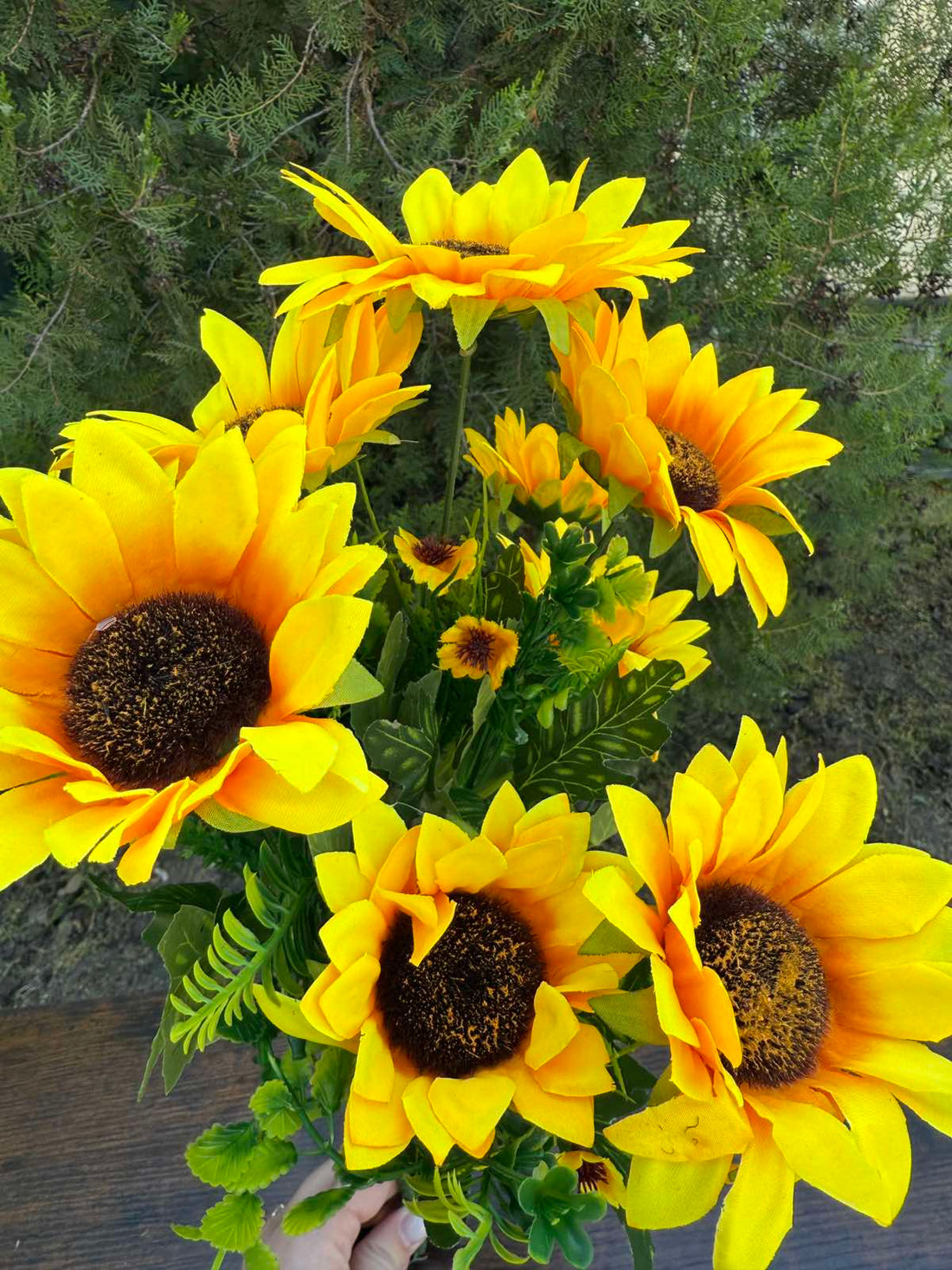 Слънчоглед 10 глави