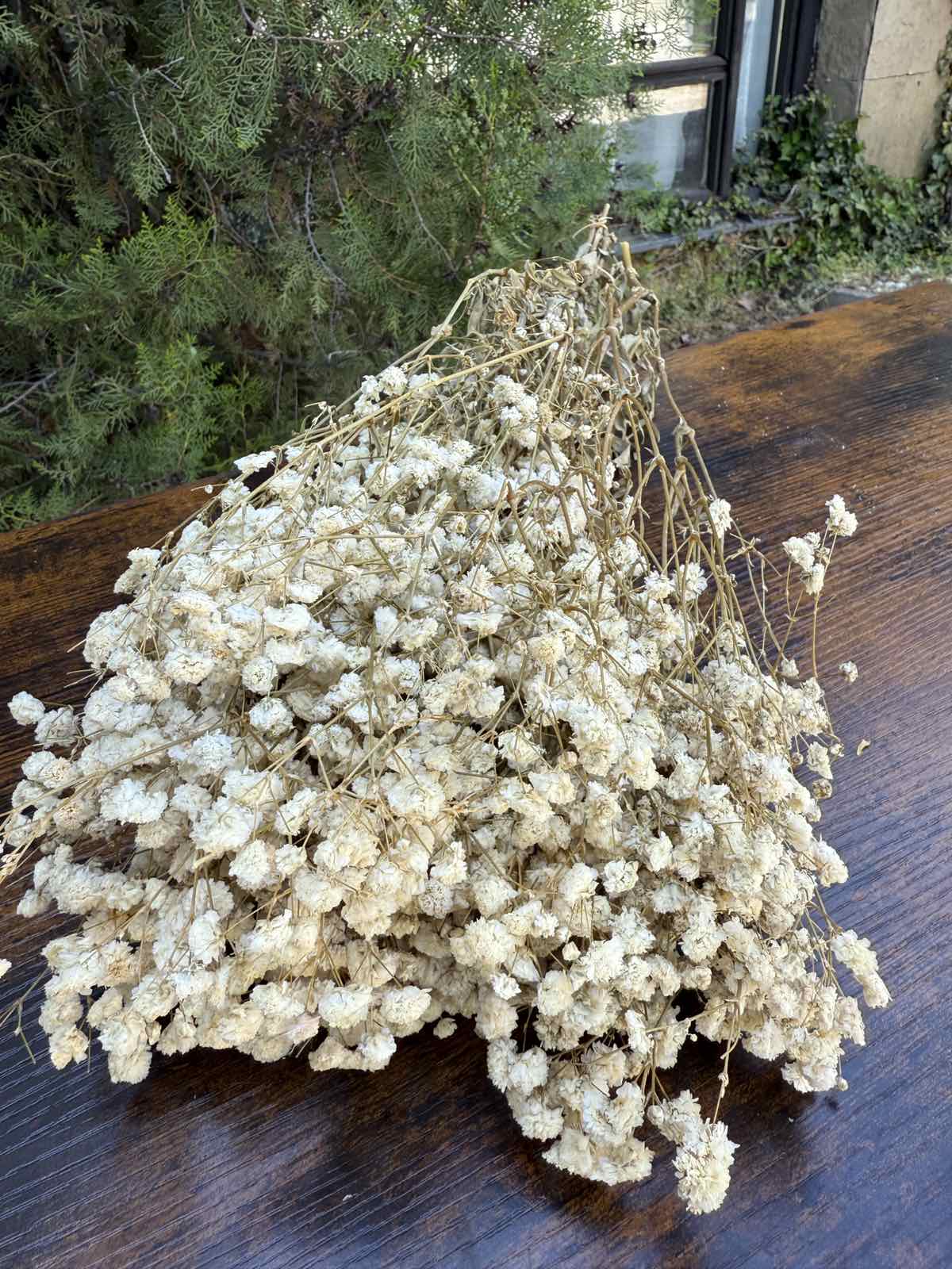 Ярка суха гипсофила