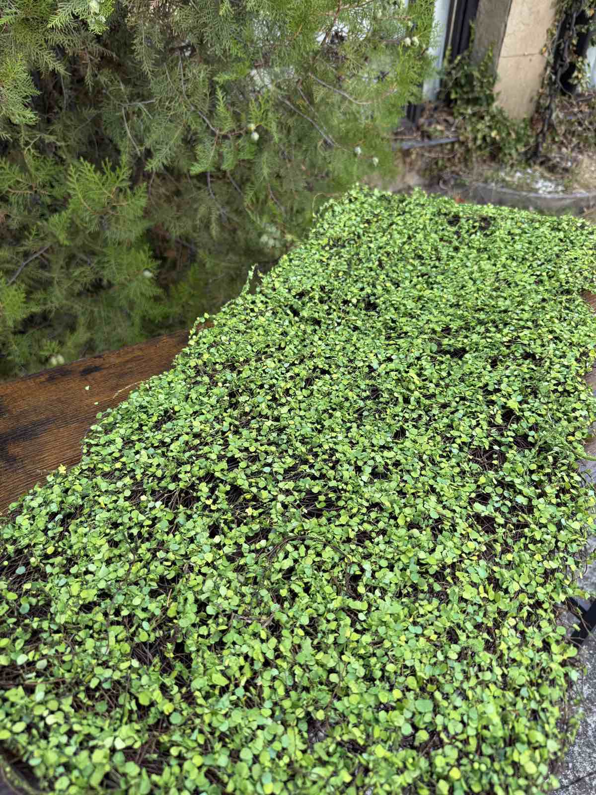 Пано морава