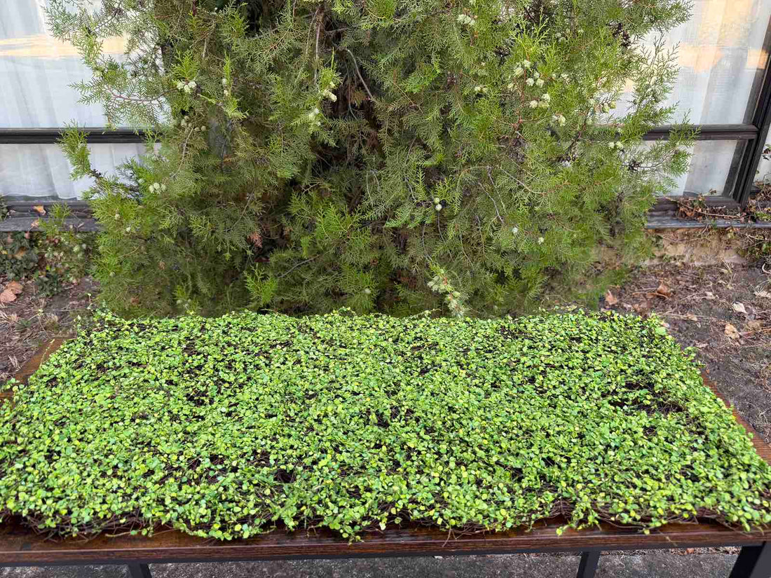 Пано морава