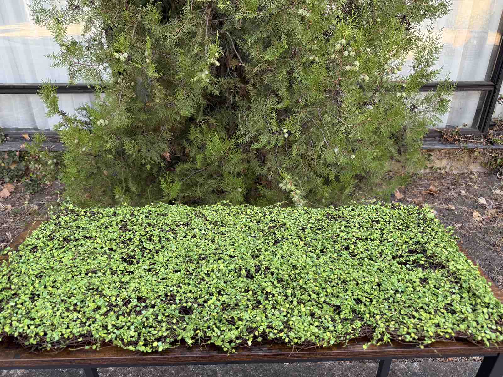 Пано морава