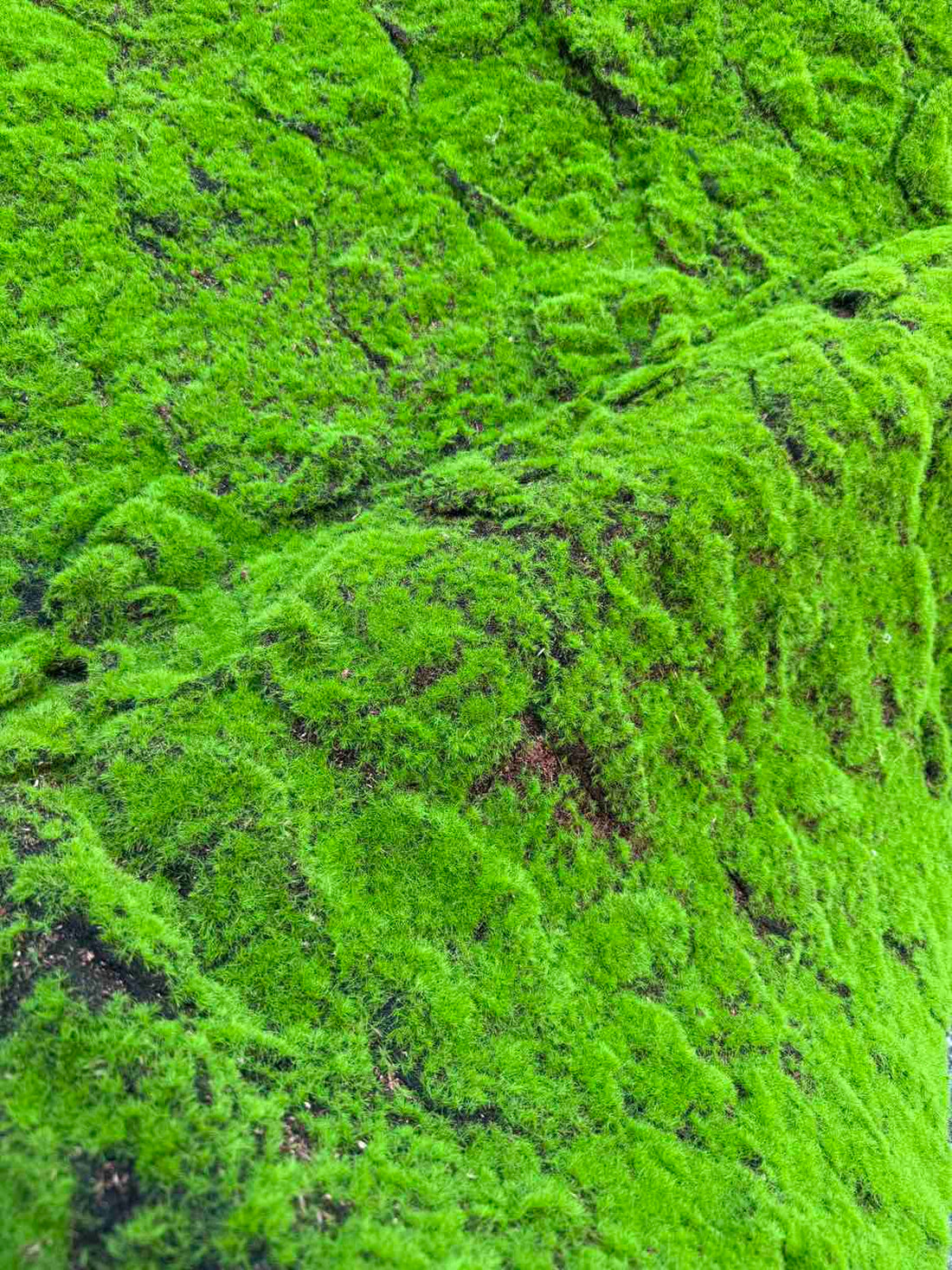 Меко зелено пано