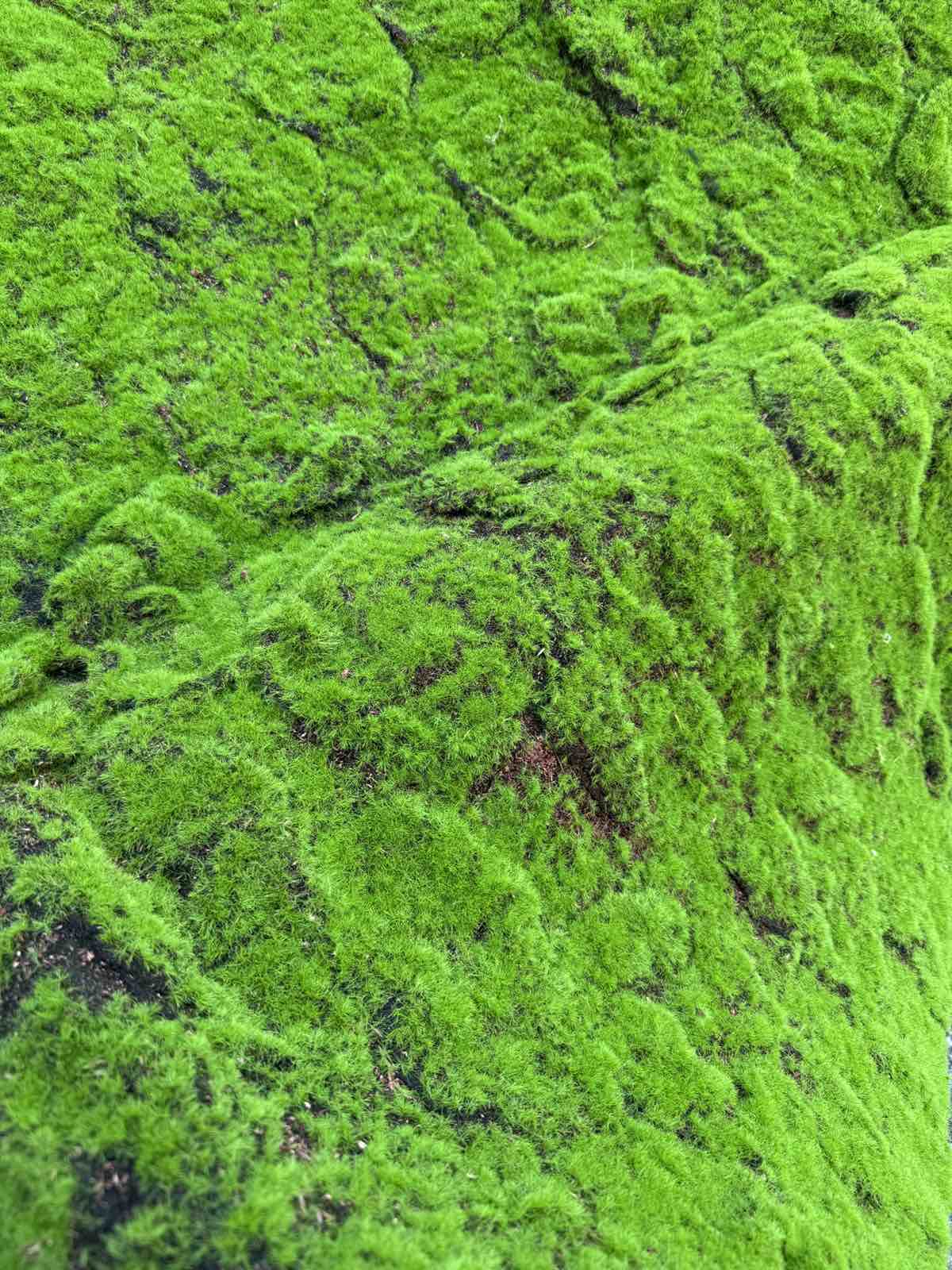 Меко зелено пано