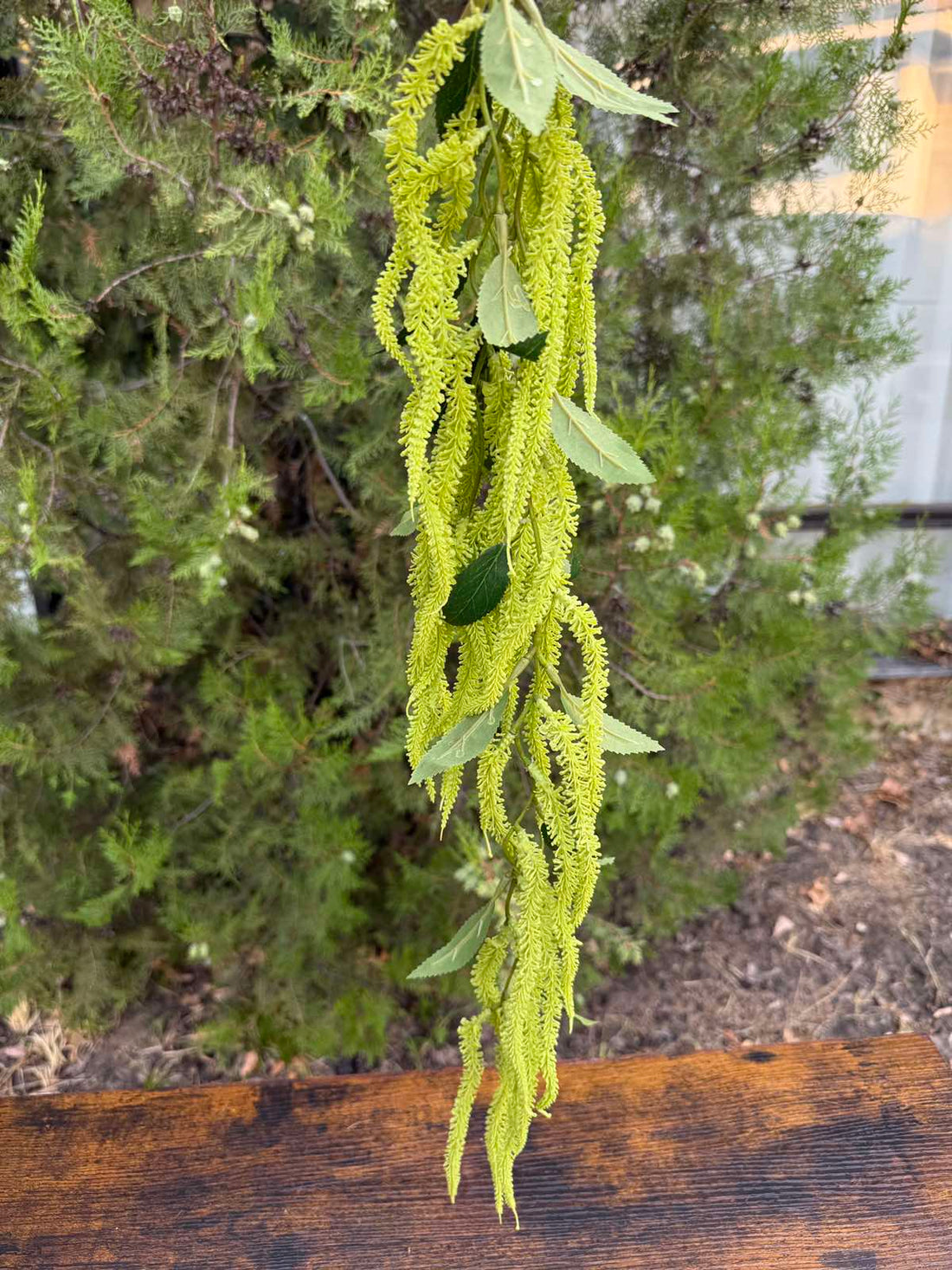 Висяща върба