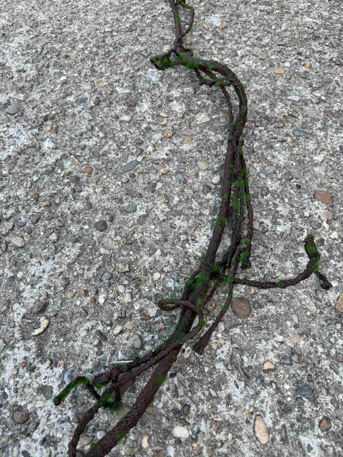 Тънък клон с мъх