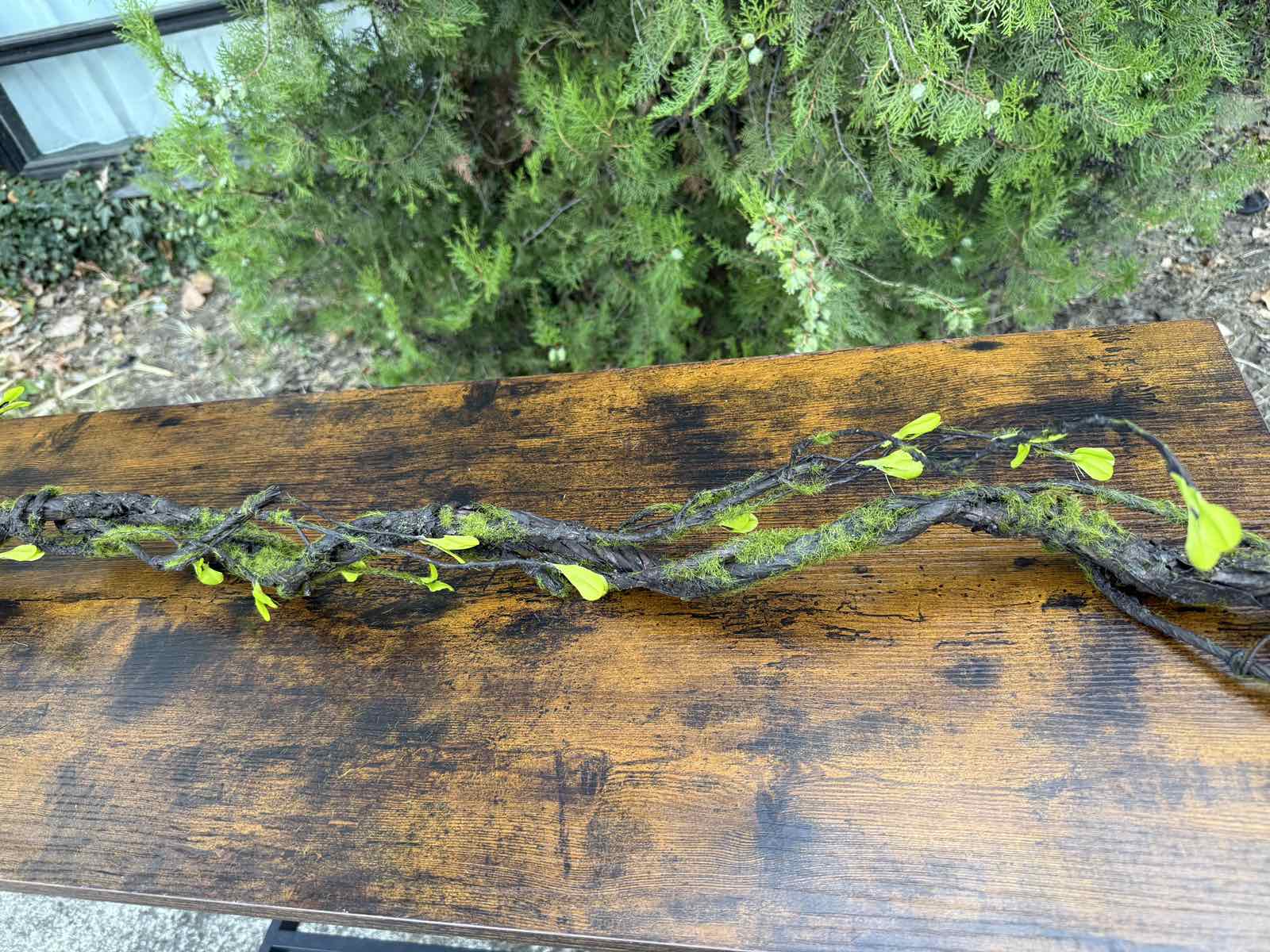 Клон с листенца