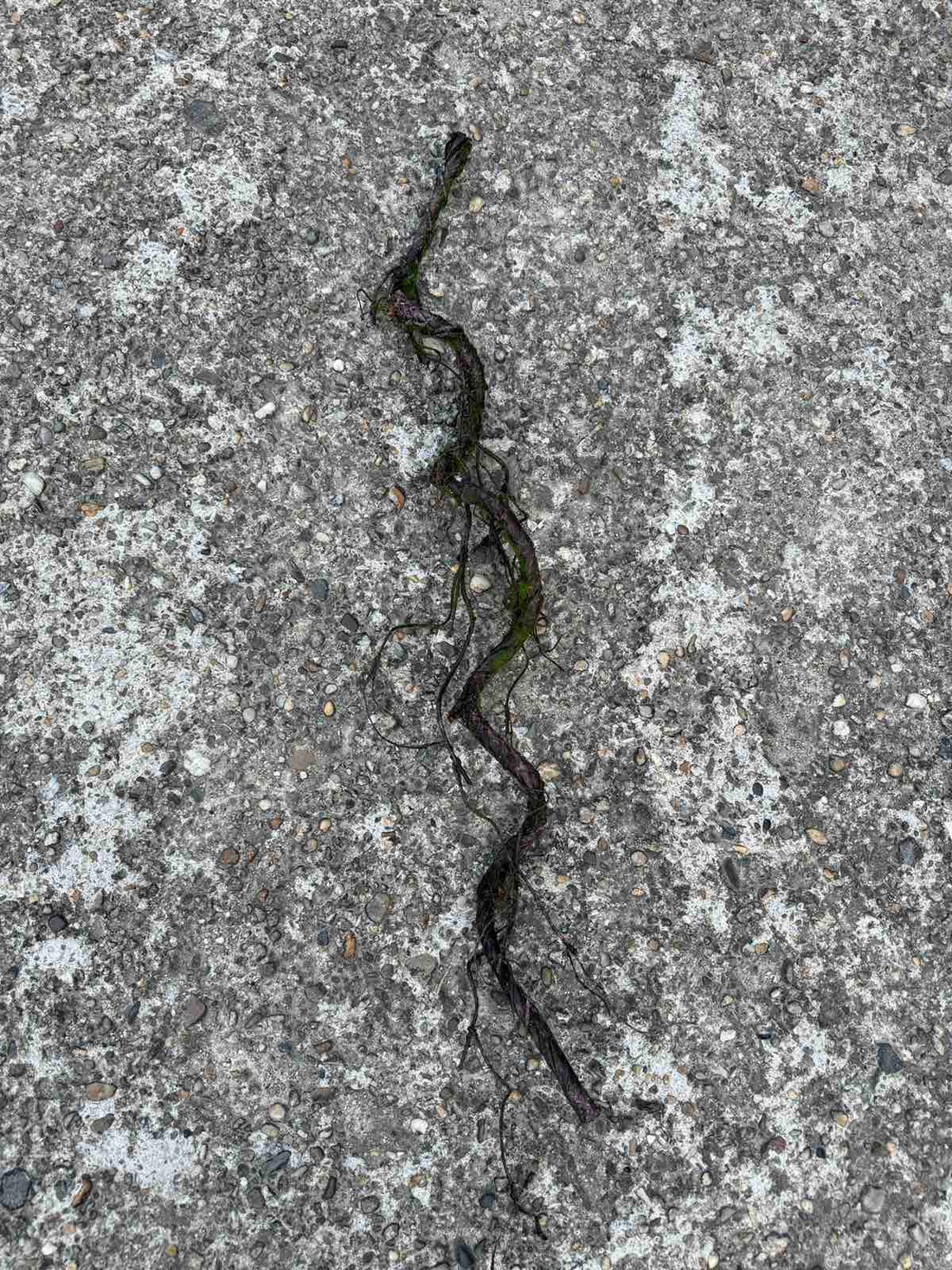 Клон спирала с мъх